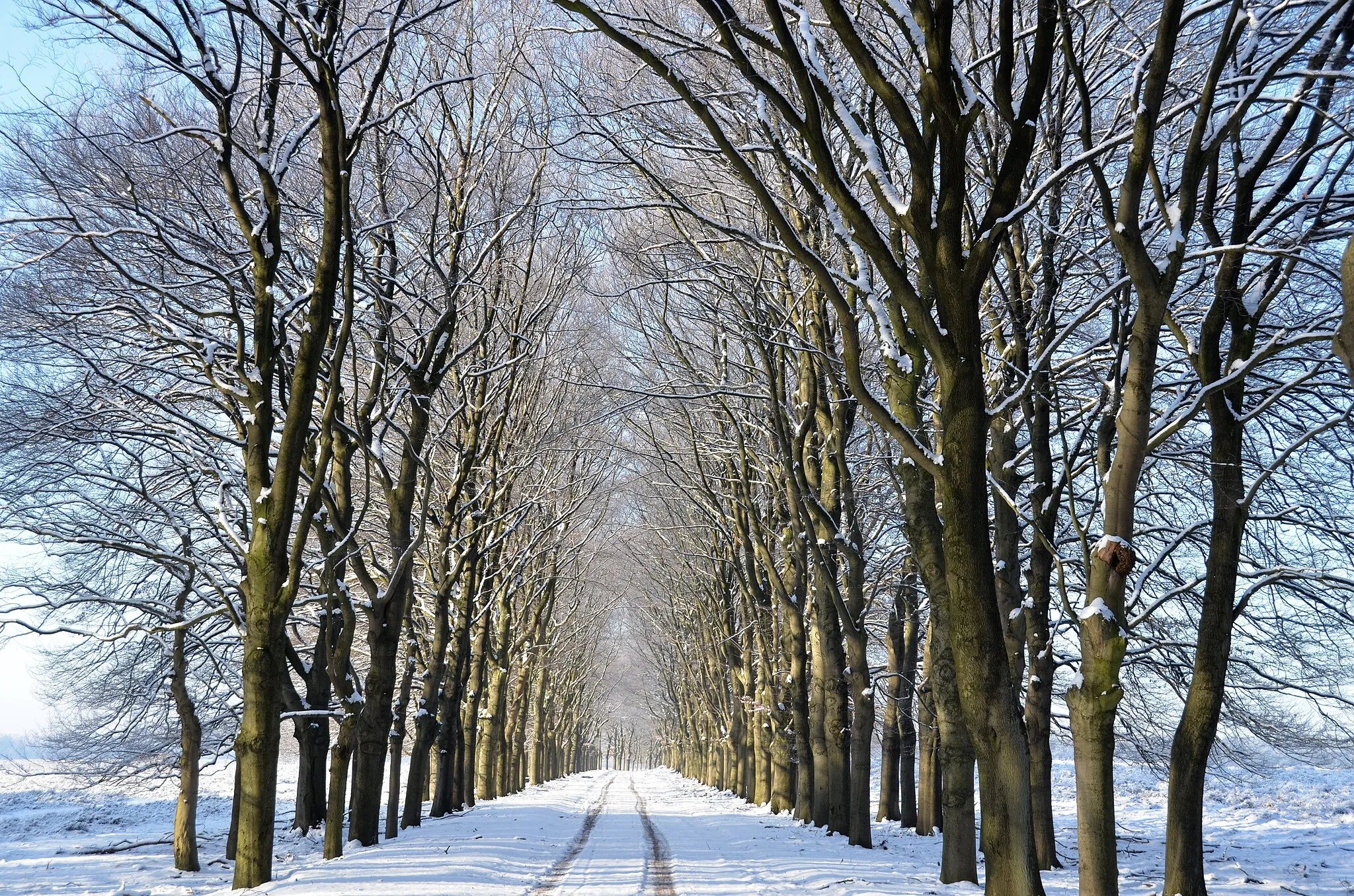 Photo showing: Snow covered Beech lanes gives nices walkingpossibilities at "Oud Reemst" forest and heather