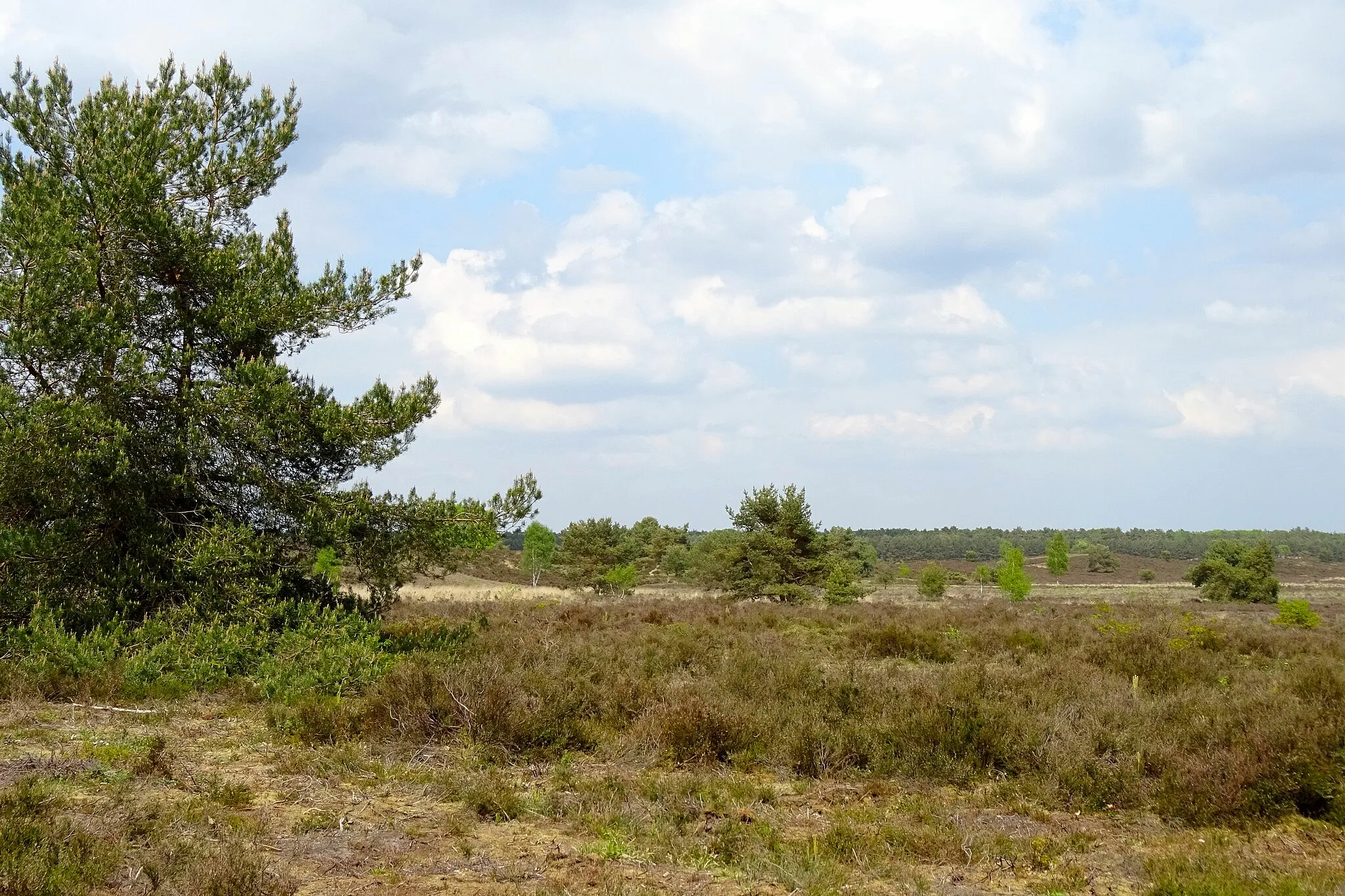 Photo showing: Zicht op de Gortelse Heide