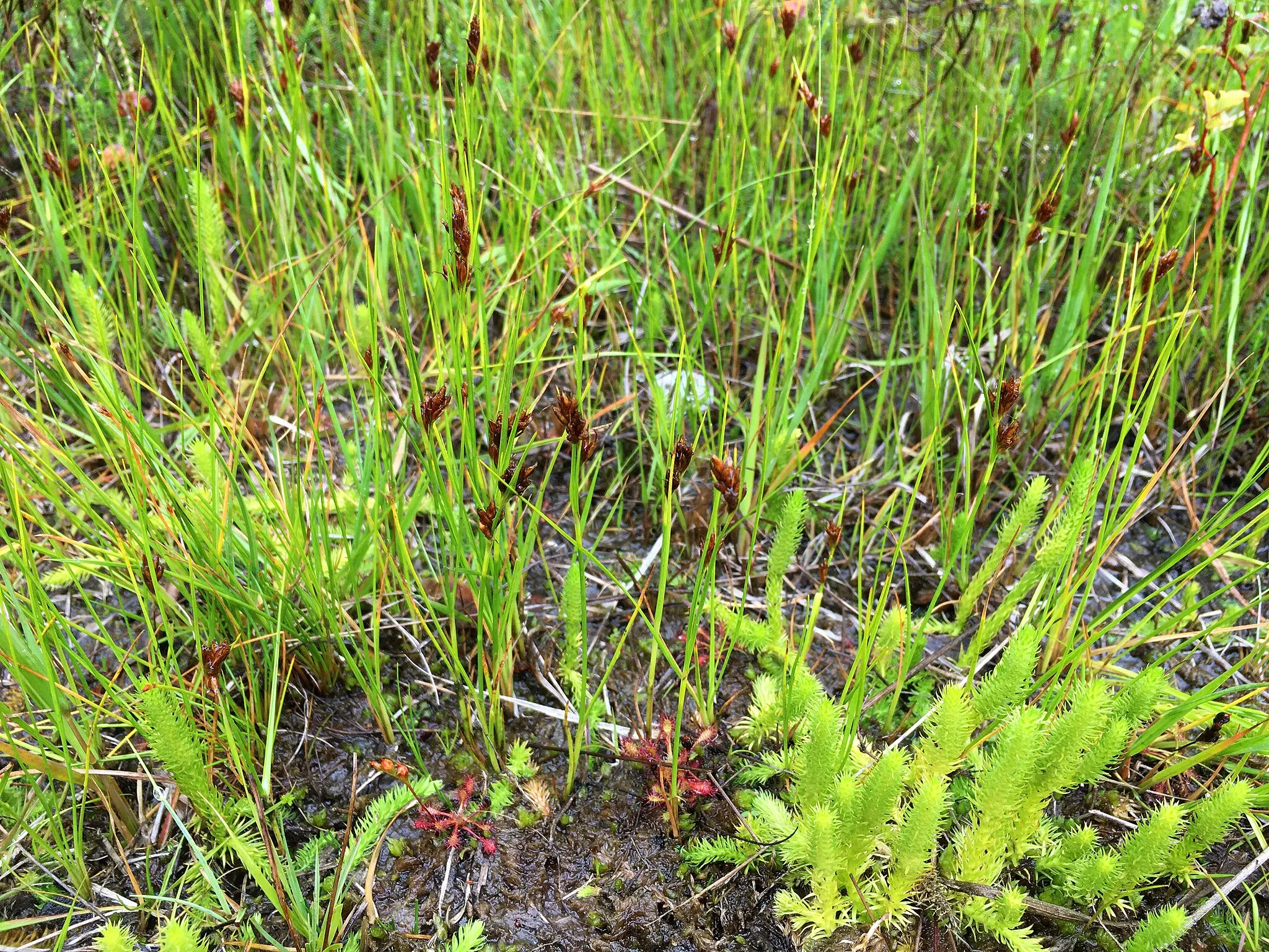 Photo showing: Een close-up van een vegetatie van de associatie van moeraswolfsklauw en snavelbies (Lycopodio-Rhynchosporetum). Op de foto ziet men onder andere de naamgevende taxa moeraswolfsklauw en bruine snavelbies, maar ook kleine zonnedauw valt op.