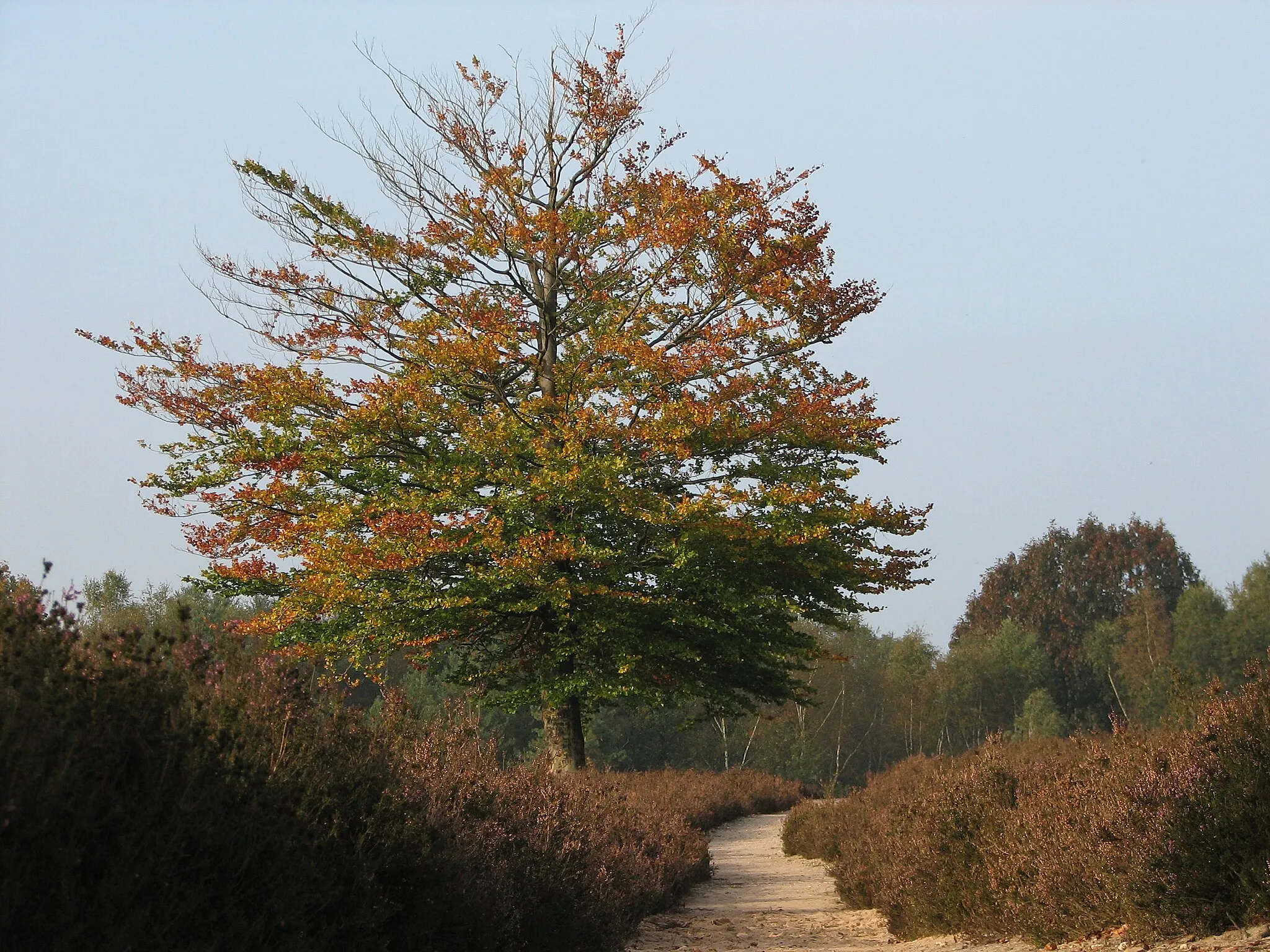 Photo showing: autumn landscape at the Amerongse berg, Amerongen NL