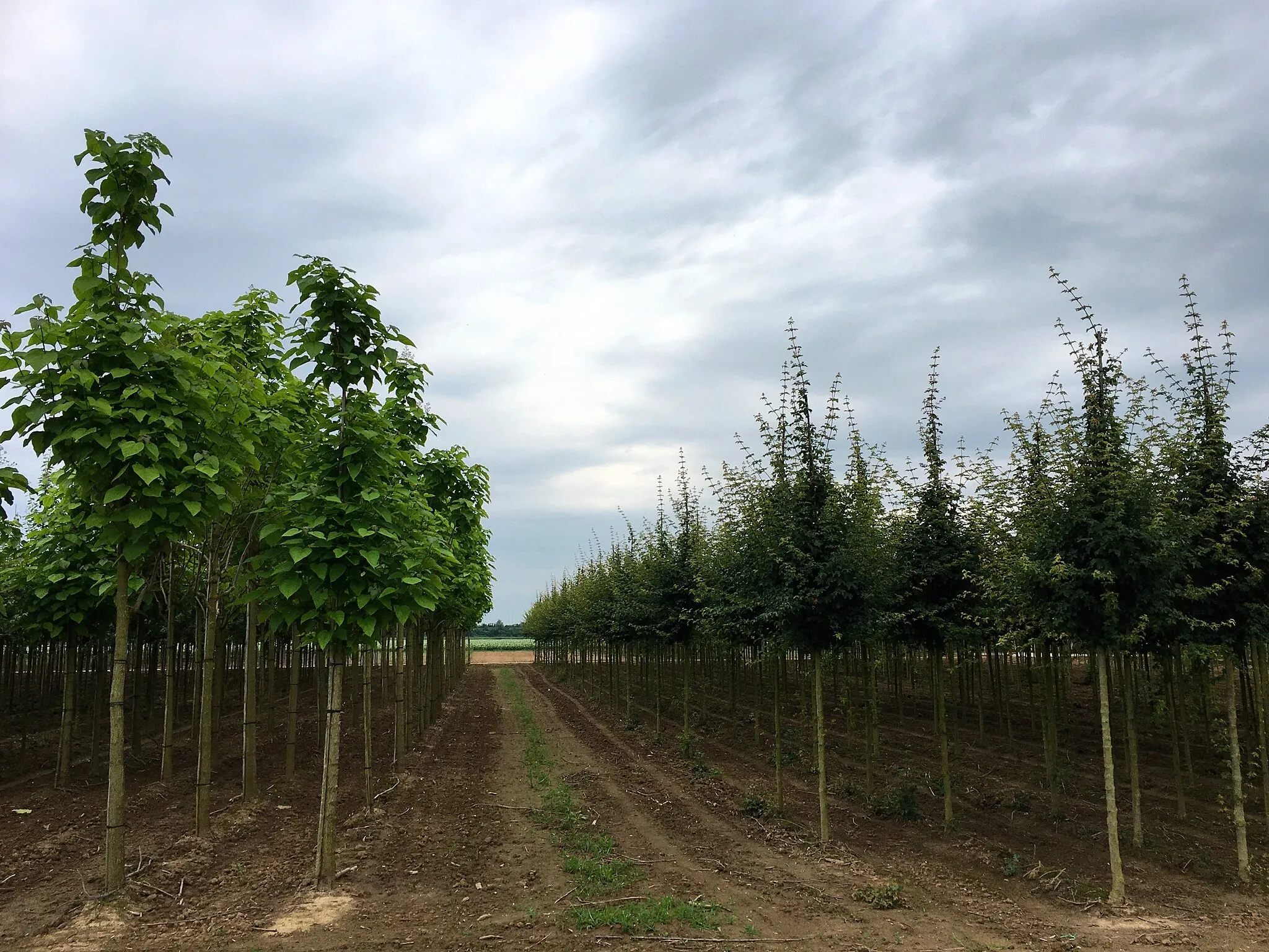 Photo showing: Een boomkwekerij op zware zavelgrond in Herveld (gemeente Overbetuwe). Links ziet men trompetbomen (Catalpa spec.) en rechts zijn esdoorns (Acer spec.) te zien. De boomteelt is een relatief veelvoorkomende tak van de tuinbouw in de Betuwe.
