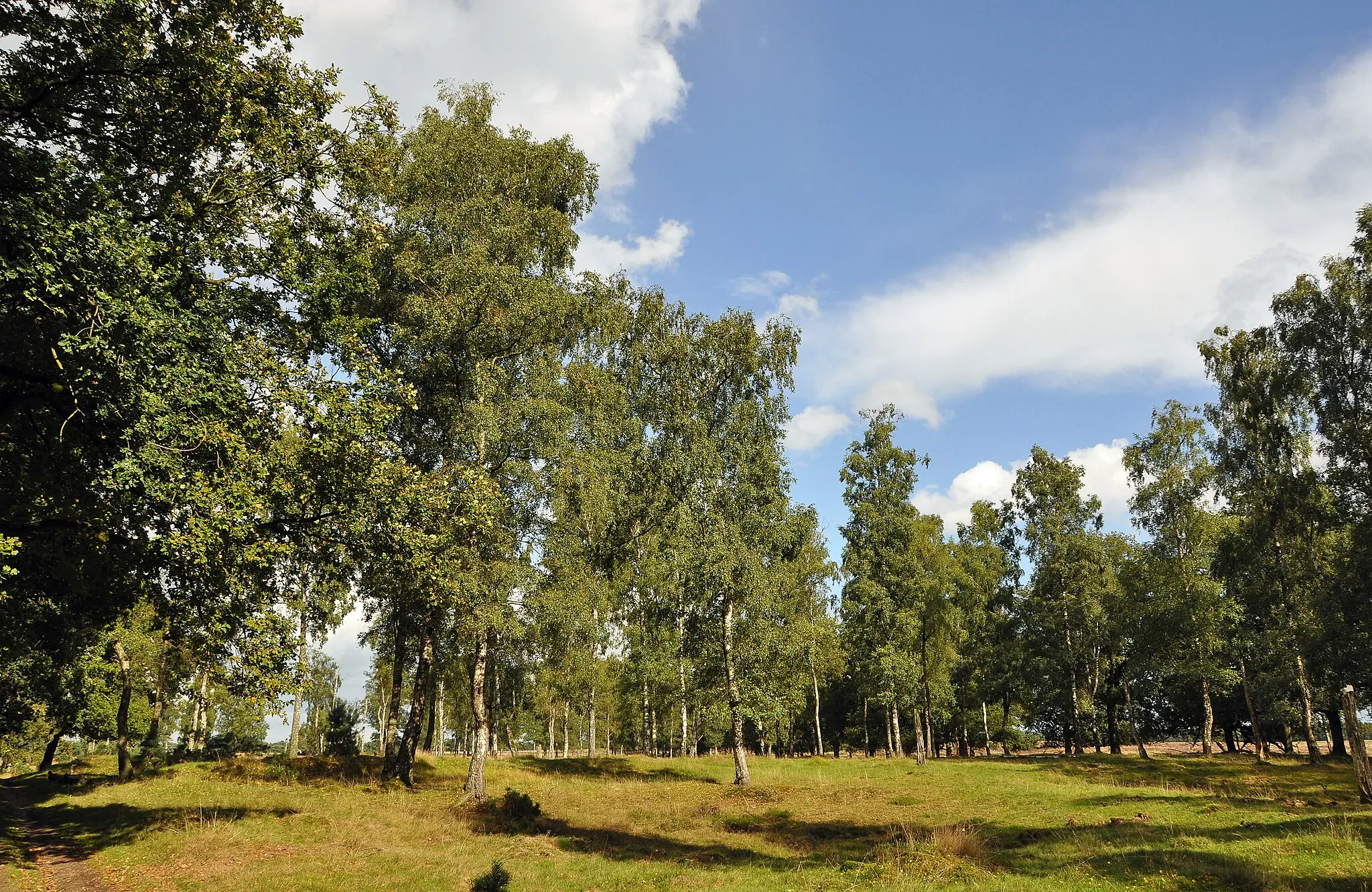 Photo showing: Ede (province of Gelderland, the Netherlands): nature reserve Deelerwoud
