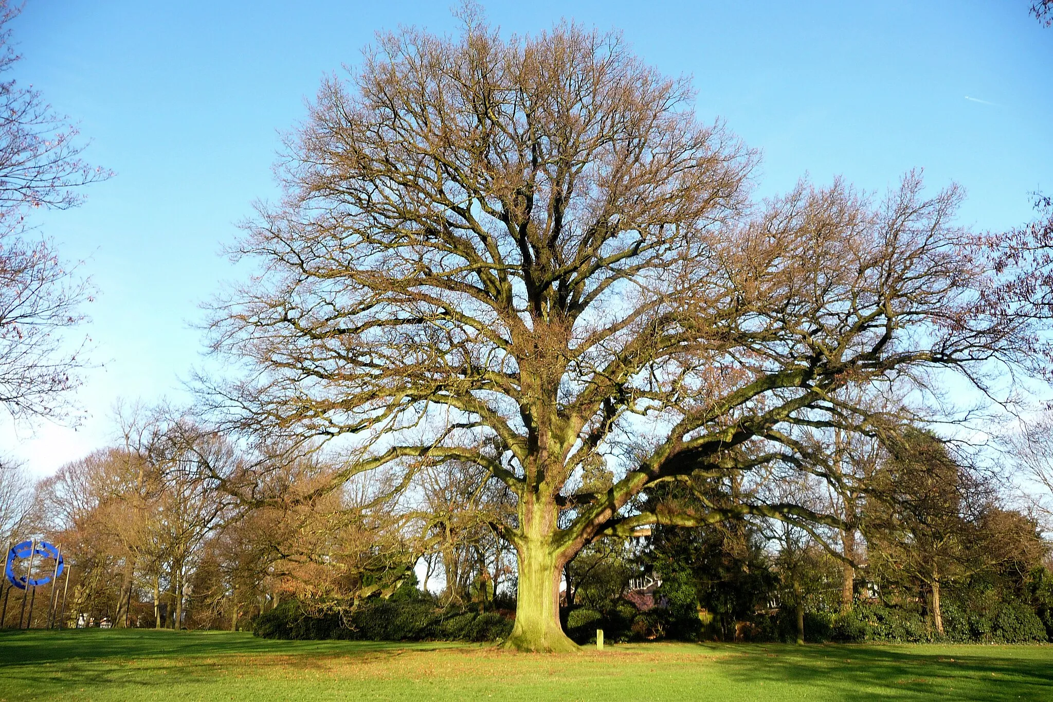 Photo showing: A mighty solitairy oak at Velp Park in December, with art at the leftside