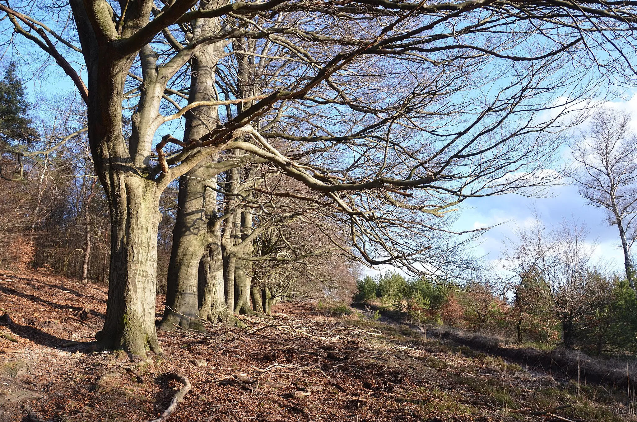 Photo showing: A row of very old beeches demarcates the transition from heather to the forest