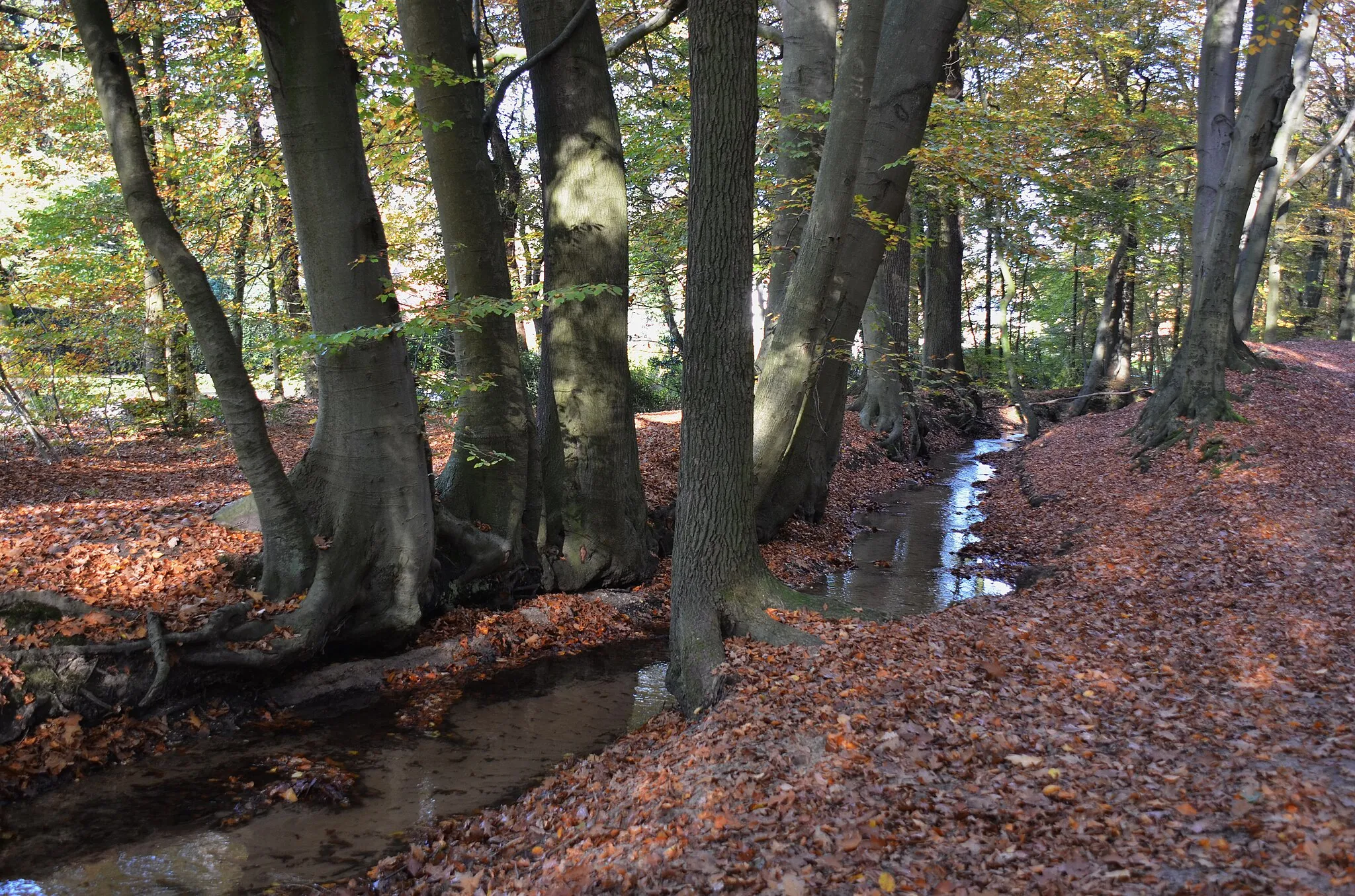 Photo showing: Velp-Beekhuizen: Mighty beeches along this seeping stream