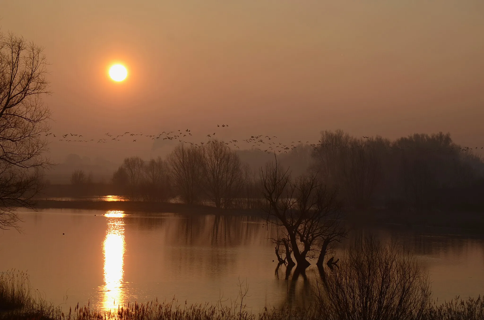 Photo showing: Dawn at Rhine river foreland at Huissen with hundreds of gooses in the air