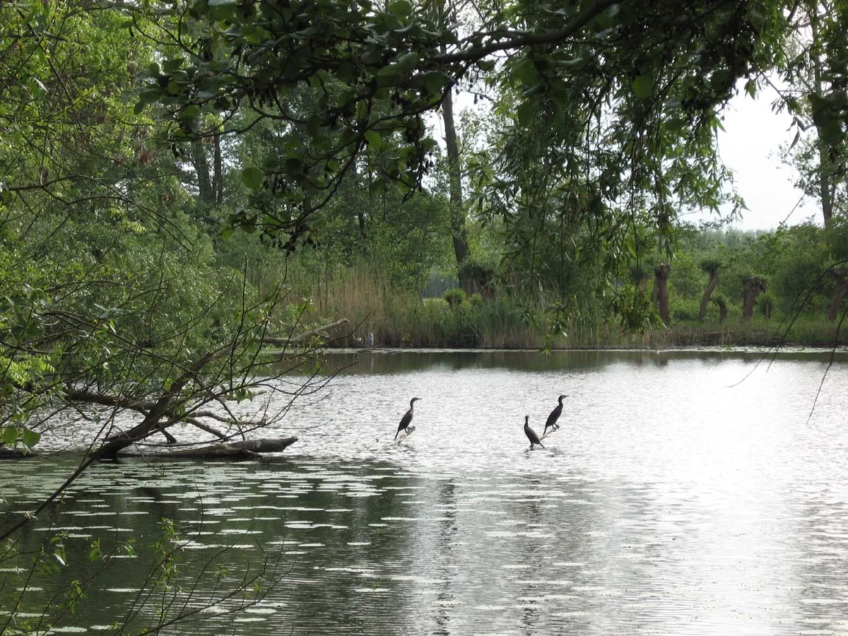 Photo showing: Aalscholvers in eendenkooi "De Kuilen"