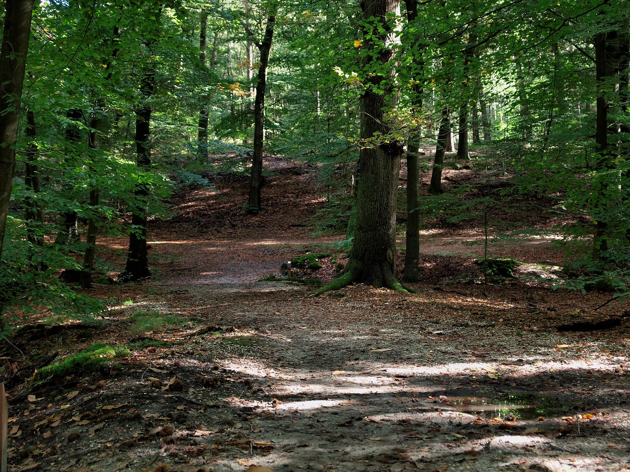 Photo showing: Woods at Beekhuizen, Velp, Nederland