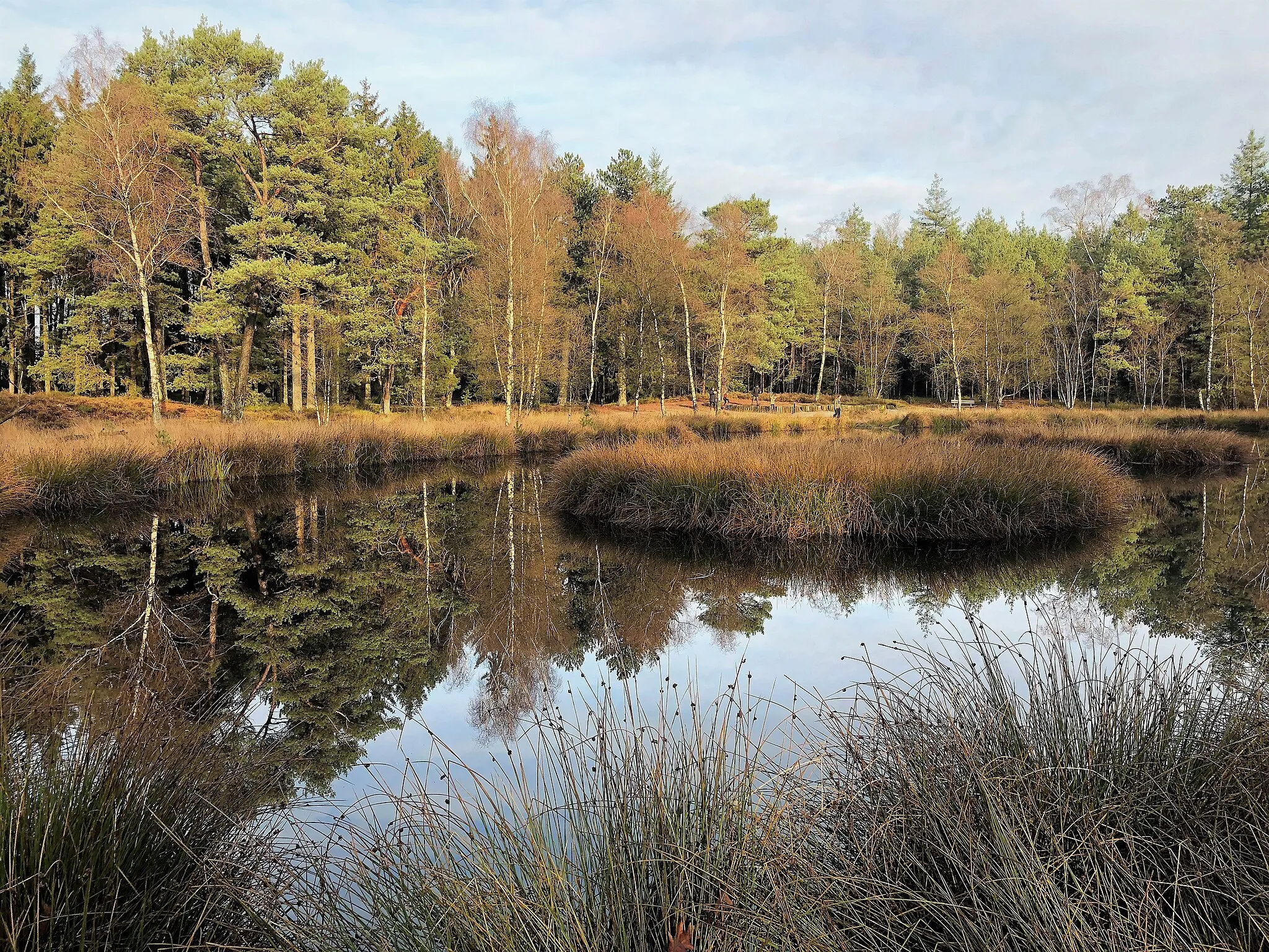 Photo showing: The Pluizenmeer ("Fluff Lake") in the Renderklippen nature area in the Veluwe forest, in December (municipality of Heerde, the Netherlands).