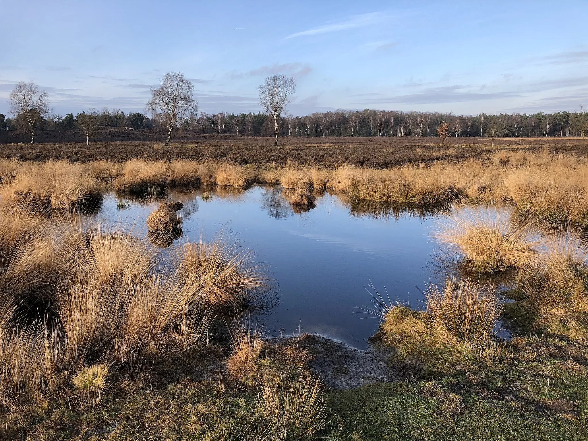 Photo showing: The Wollegras Fen in the Renderklippen heathland in the Veluwe forest, in December (municipality of Heerde, the Netherlands).