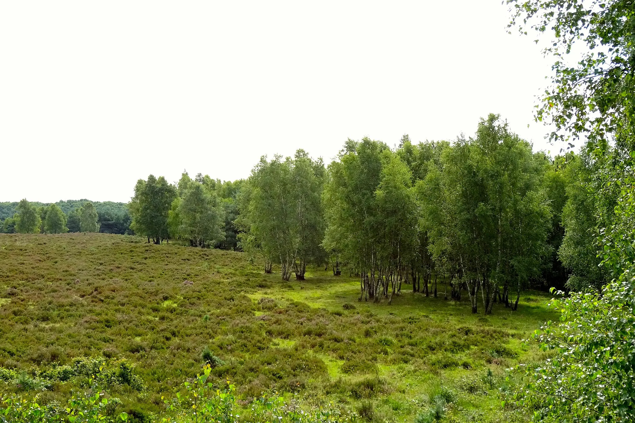 Photo showing: Uitzicht vanaf de Valenberg in het natuurgebied Planken Wambuis