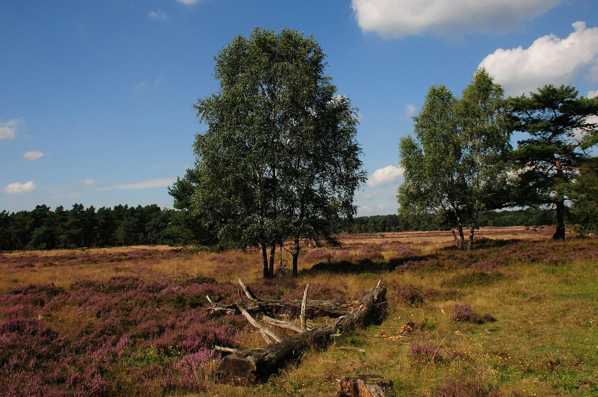 Photo showing: Heaatherfields at Planken Wambuis end of August with nice purple flowering