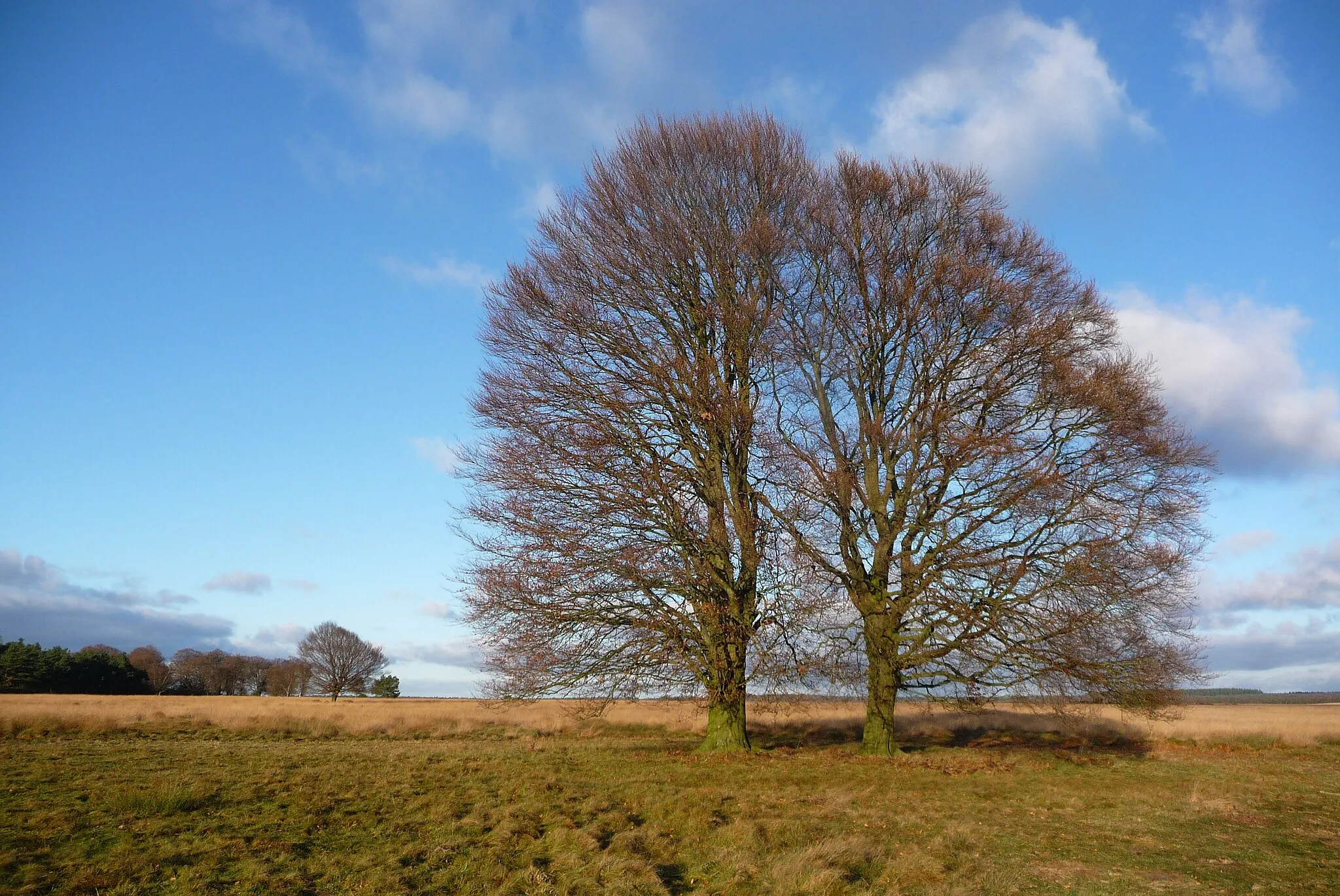 Photo showing: 2 solitairy beech at Hoge Veluwe National Park in winter: out of a serie of these trees