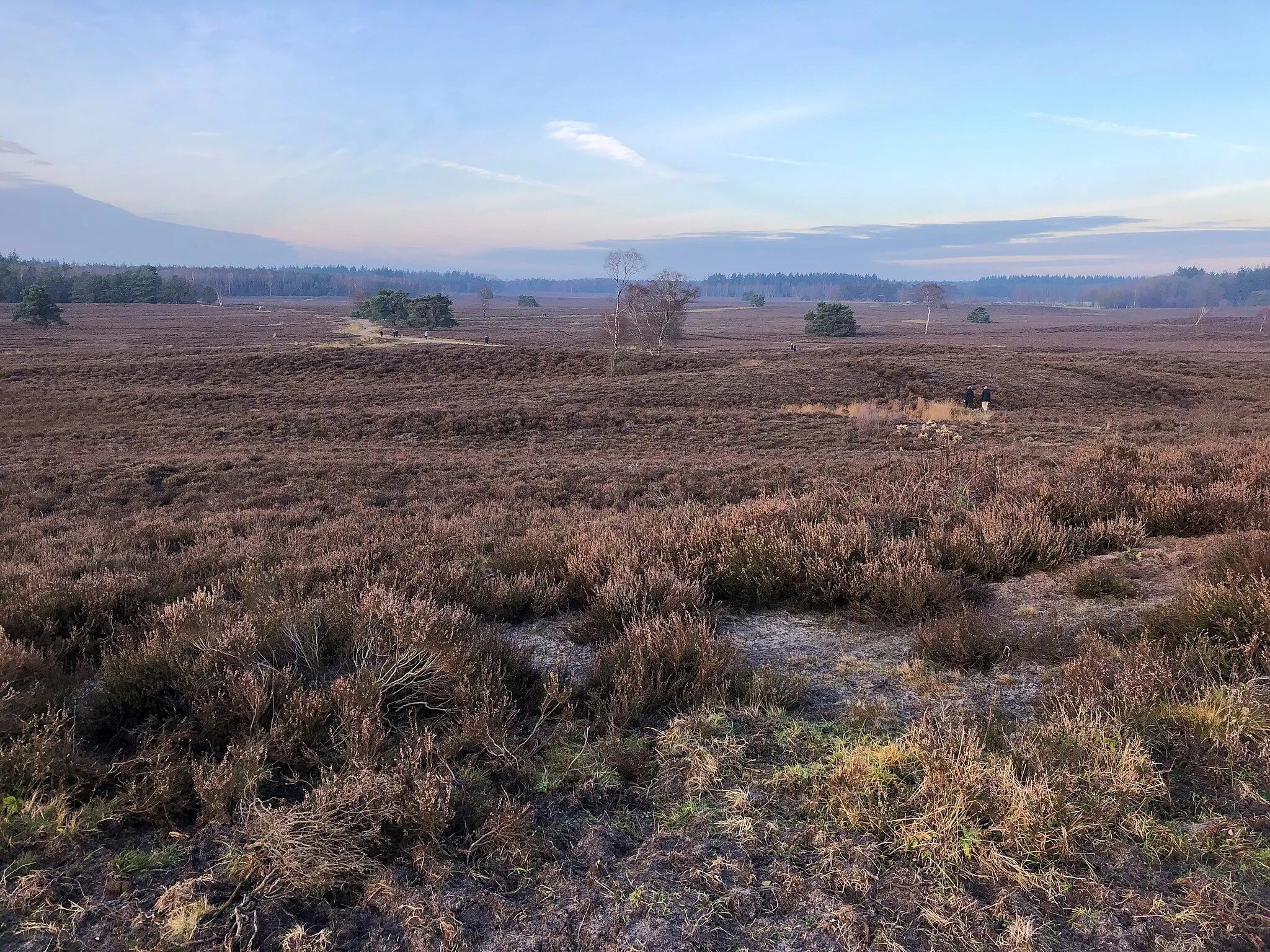 Photo showing: View over the Renderklippen heathland in the Veluwe forest, in December (municipality of Epe, the Netherlands).