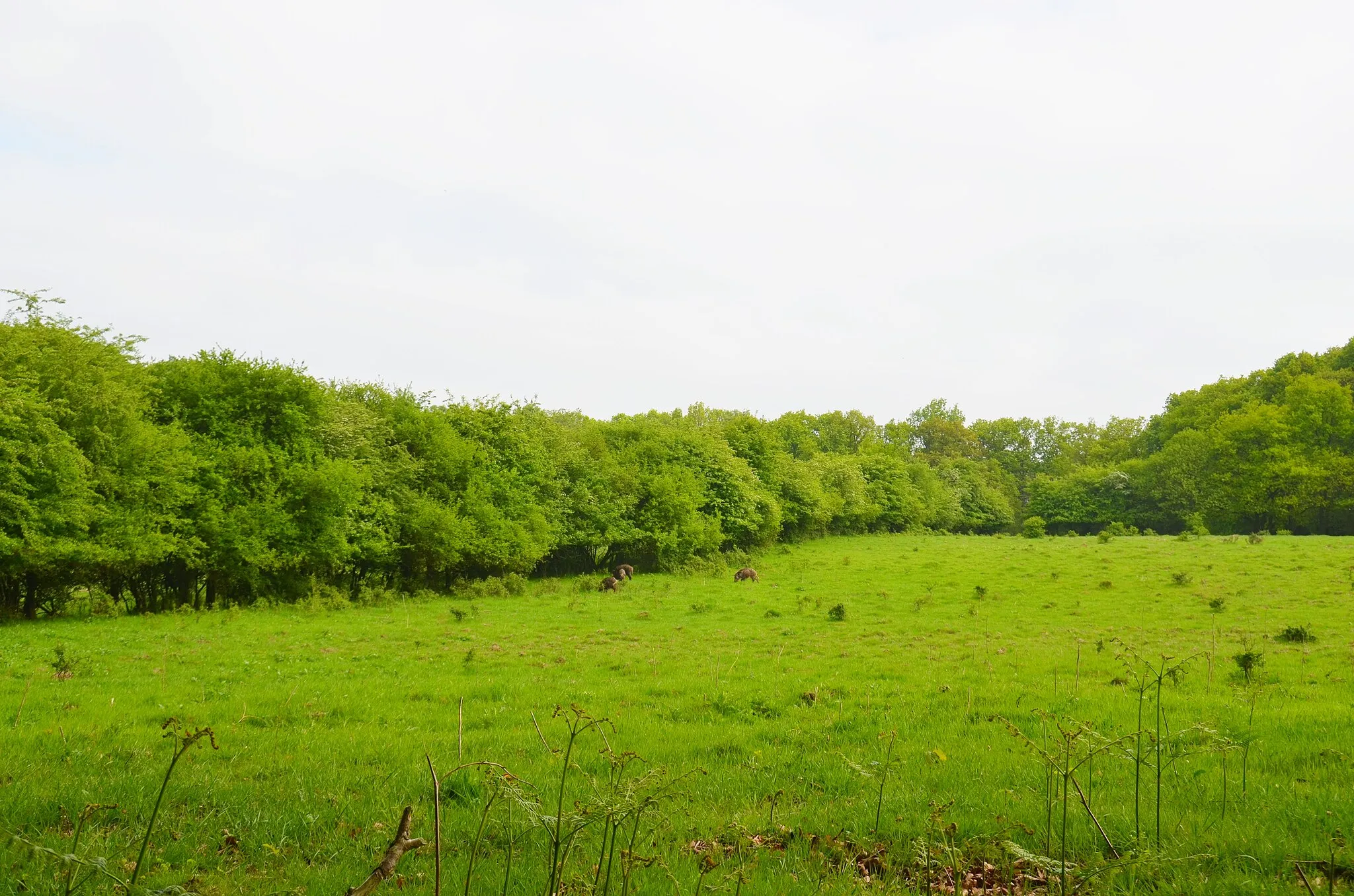 Photo showing: Overview of the meadows and the wood Het Asselt near posbank pavilion with 4 wild pigs. For details see preceeding photo