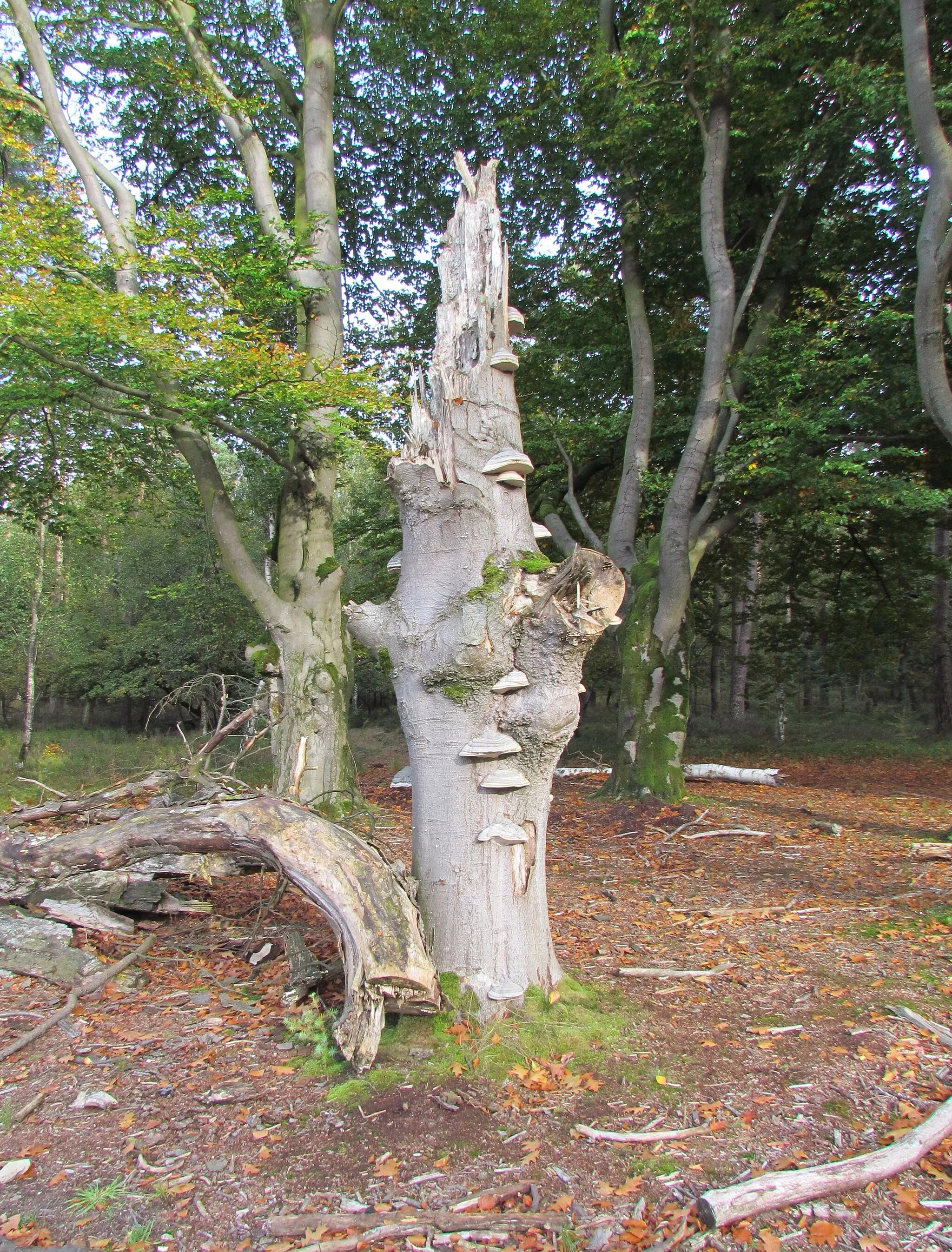 Photo showing: Dead tree with tinder fungus near Loenen (Apeldoorn), NL