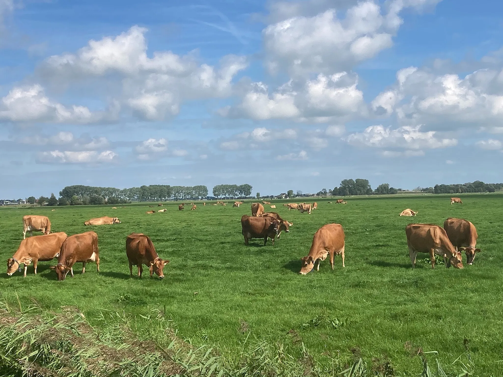 Photo showing: Gravenburg Groningen Dorkwerd Wierum Kleiwerd Slaperstil