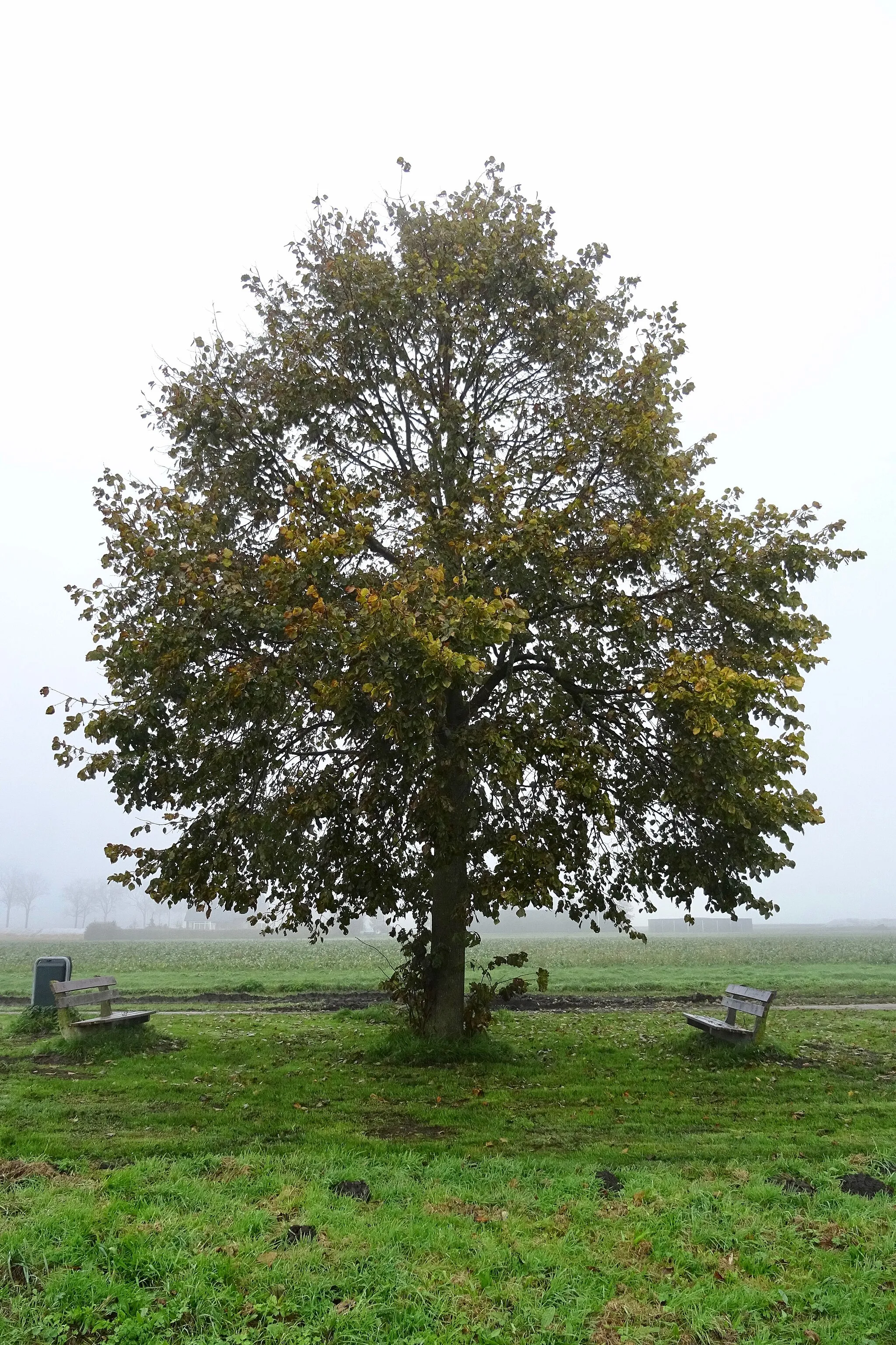 Photo showing: Amerikaansee linde in Nieuw-Annerveeen