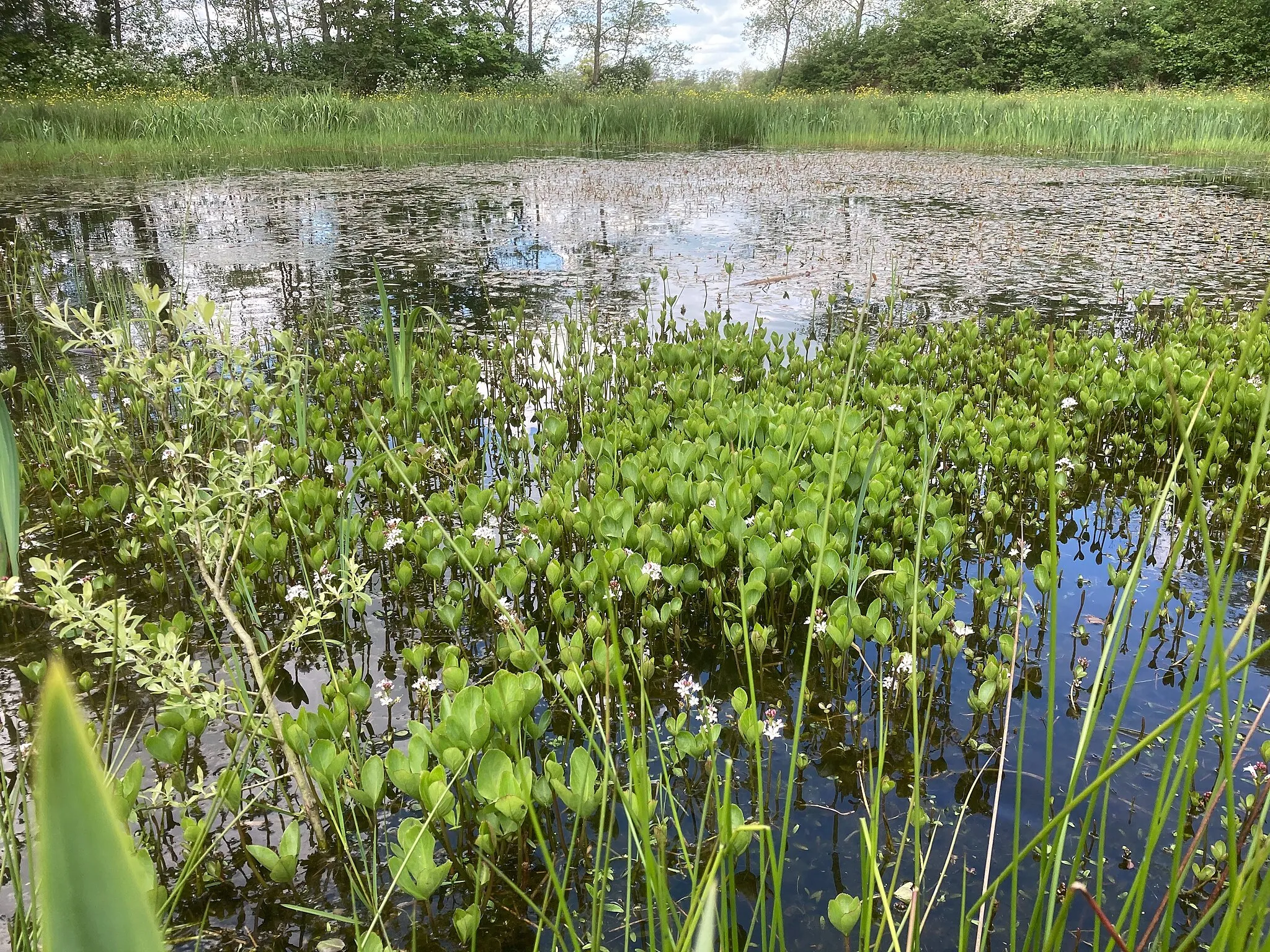 Photo showing: Oldekerk, Nederland, May 2021