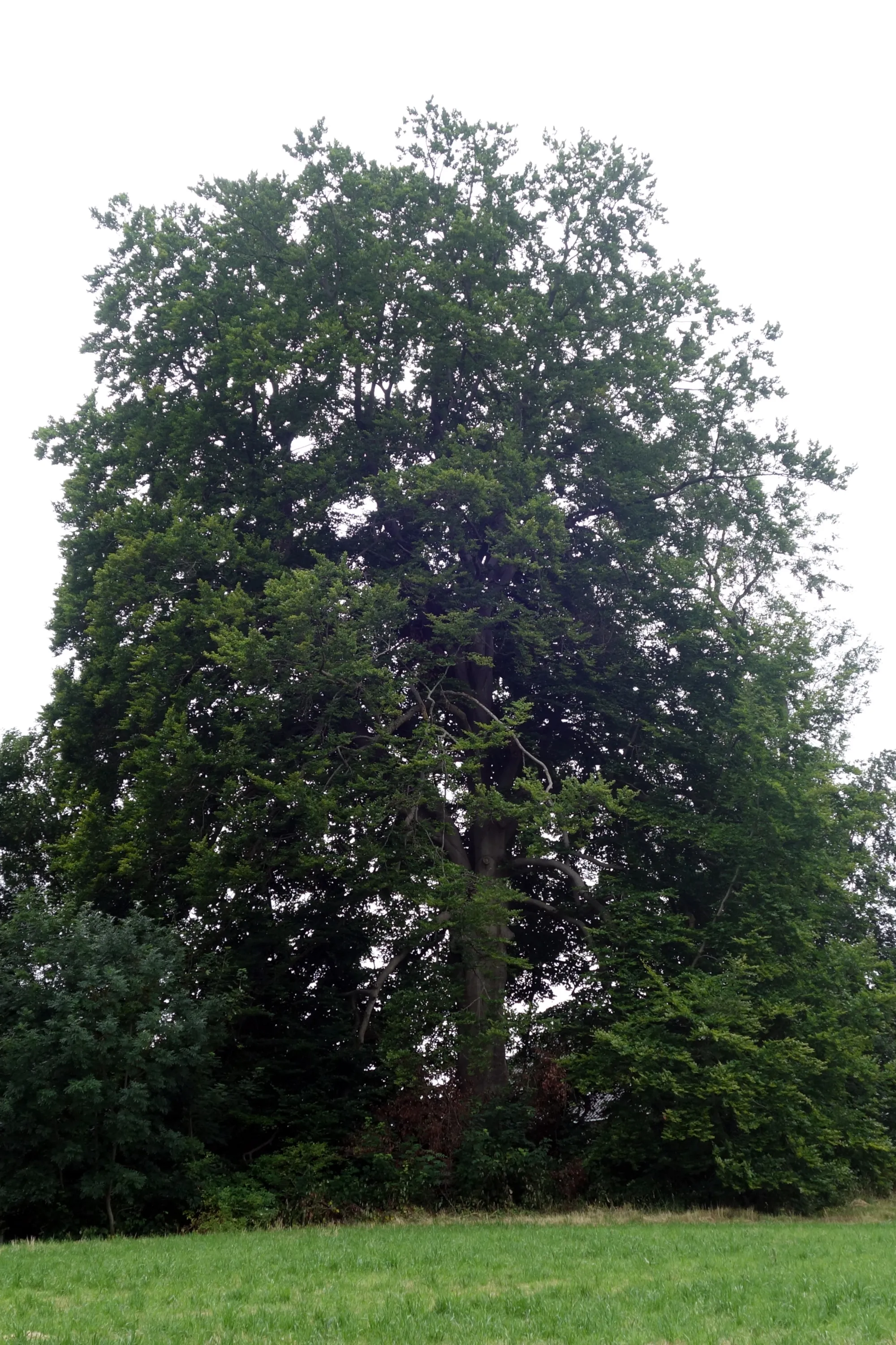 Photo showing: Rotbuche in der Ottenfelder Straße in Zopp, Naturdenkmal in Alsdorf