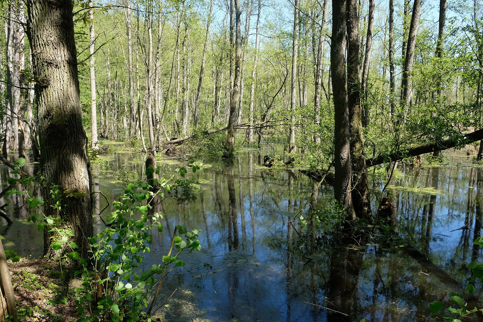 Photo showing: Seit 2013 hat sich der Biber im Naturschutzgebiet des Helpensteiner Bachtales angesiedelt und durch einen Dammbau die Überflutung des Bruchwaldes verursacht.