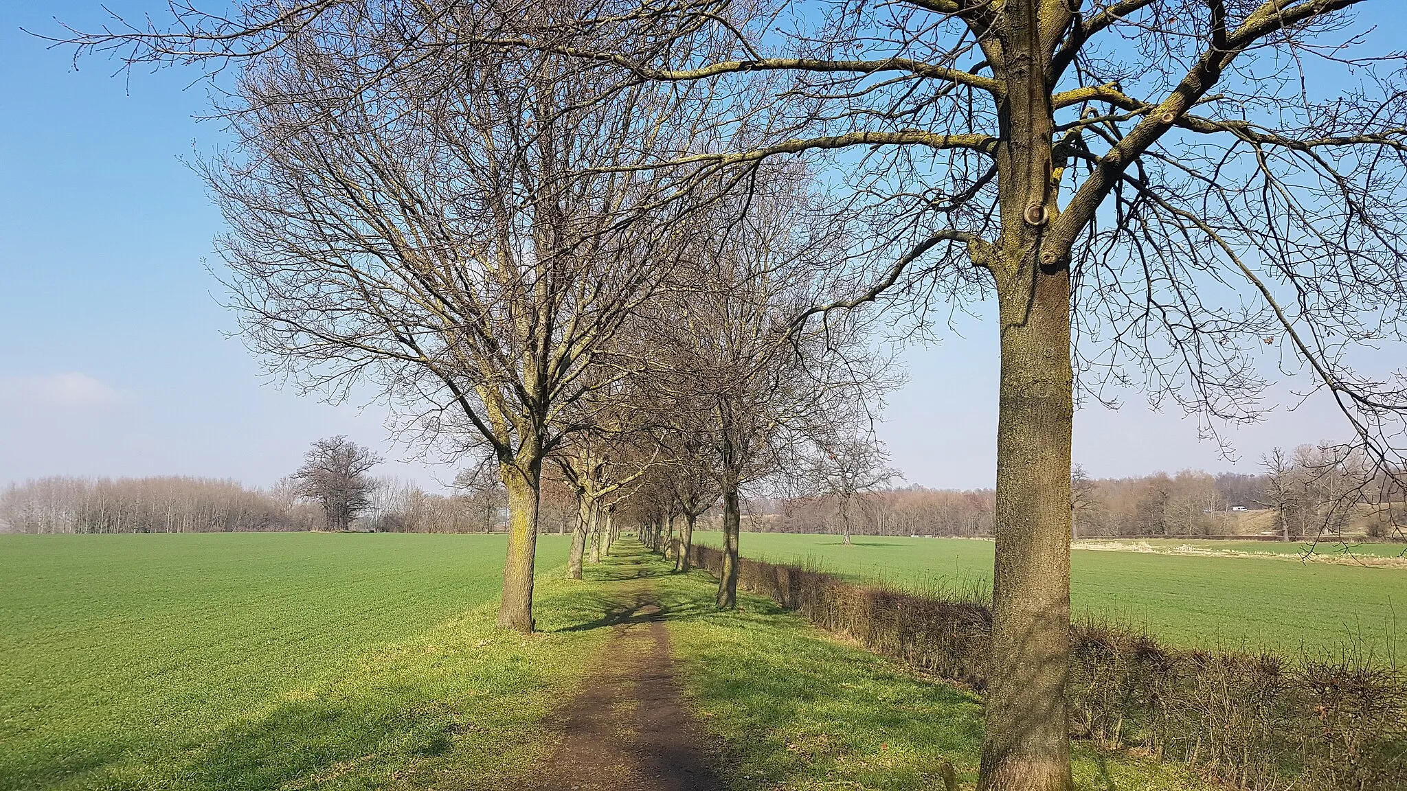 Photo showing: bomenlaan Esschenderweg, Weustenrade, Nederland