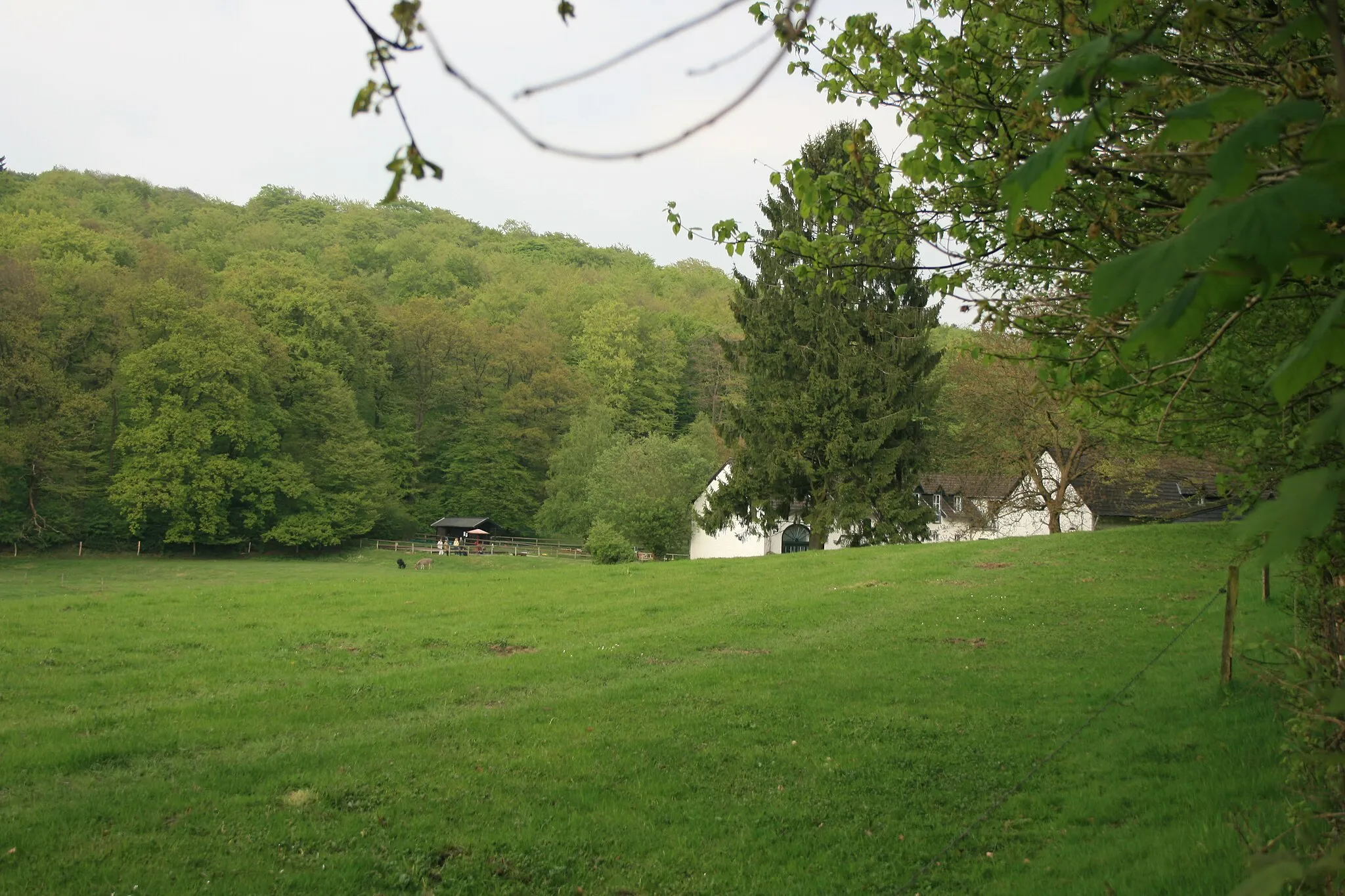Photo showing: Meadow near Aachen-Entenpfuhl