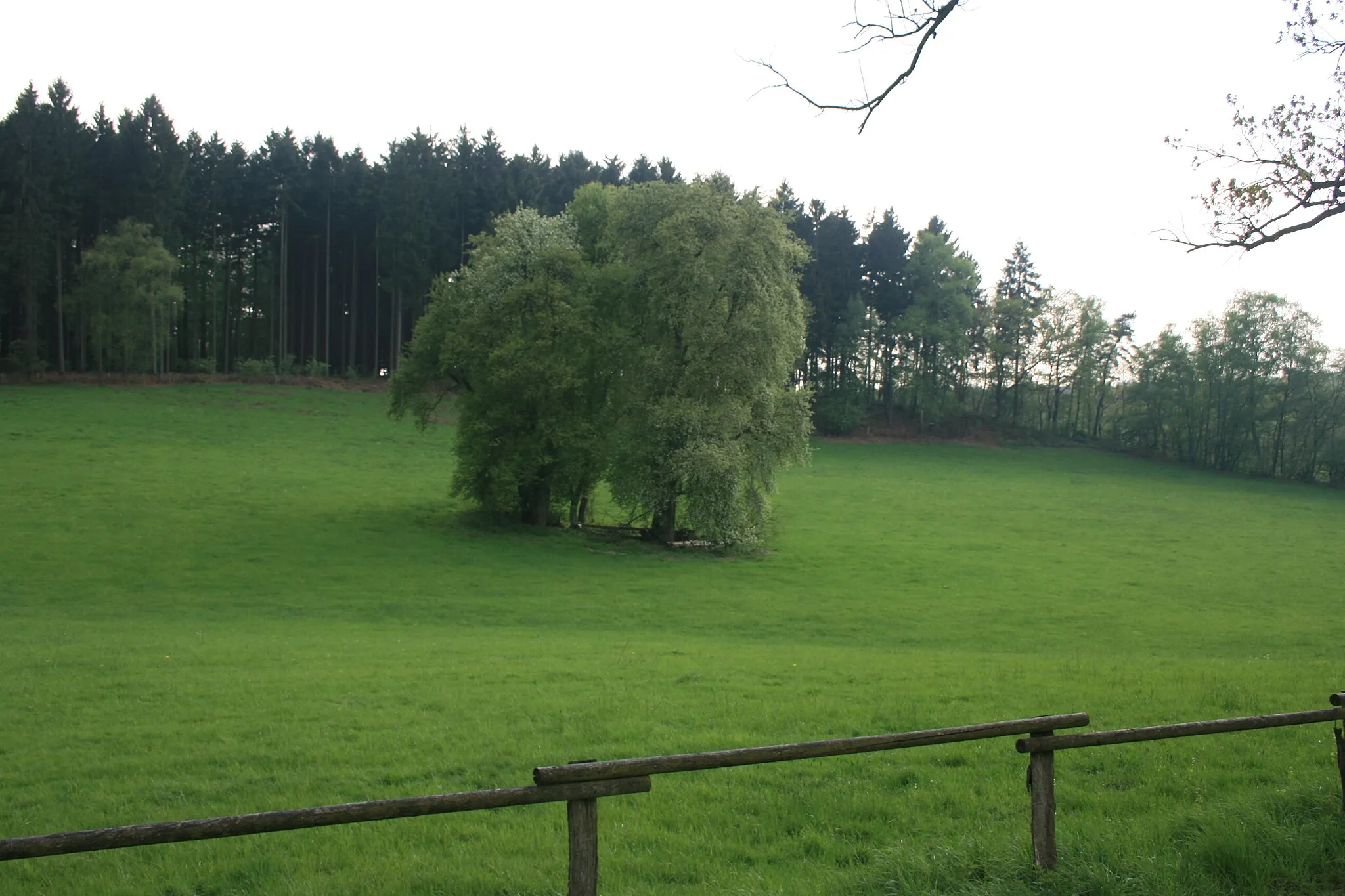 Photo showing: Meadow near Aachen-Entenpfuhl