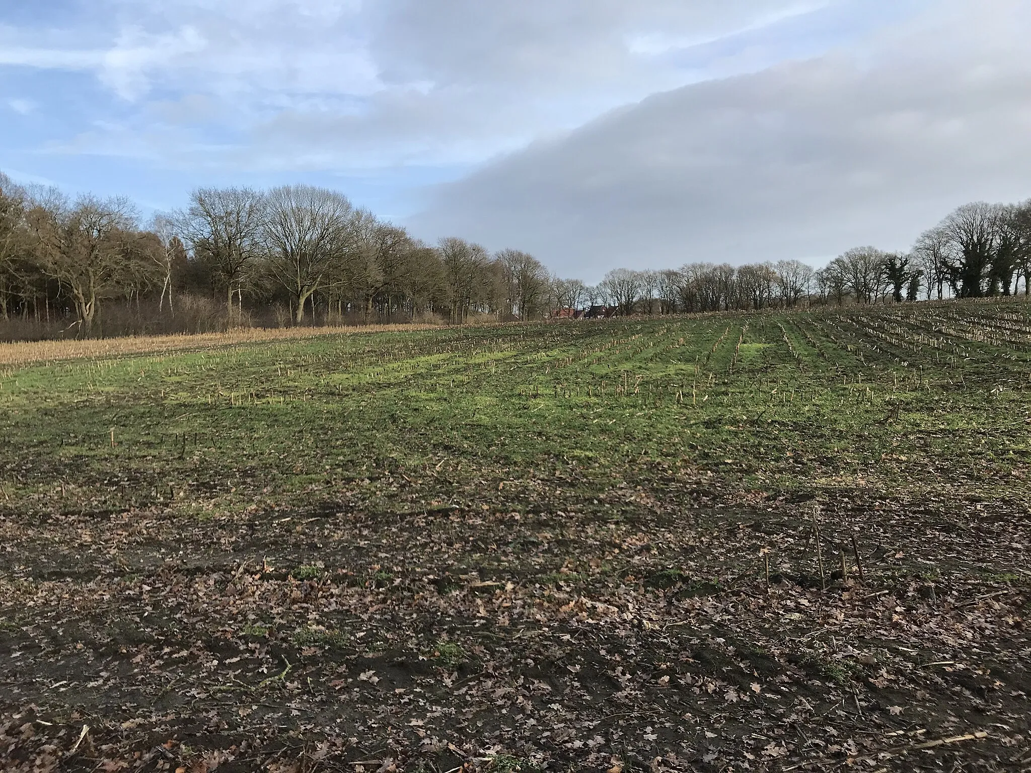 Photo showing: Bolle akker De Braak aan het Knoflookpad in Deurne