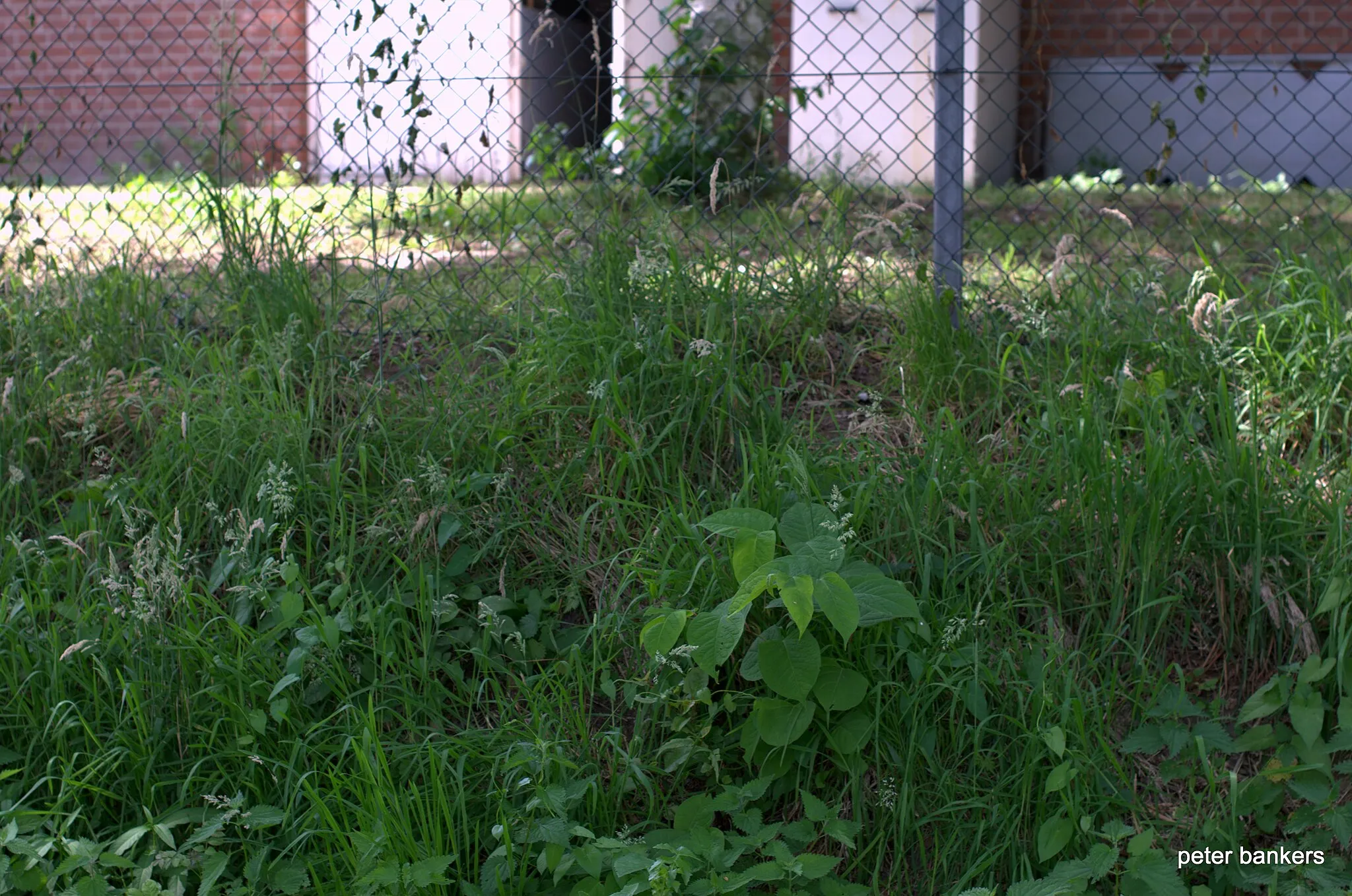 Photo showing: SNOERTSEBAAN LIESSEL DEURNE  NL - Japanse Duizendknoop Fallopia Japonica 130716