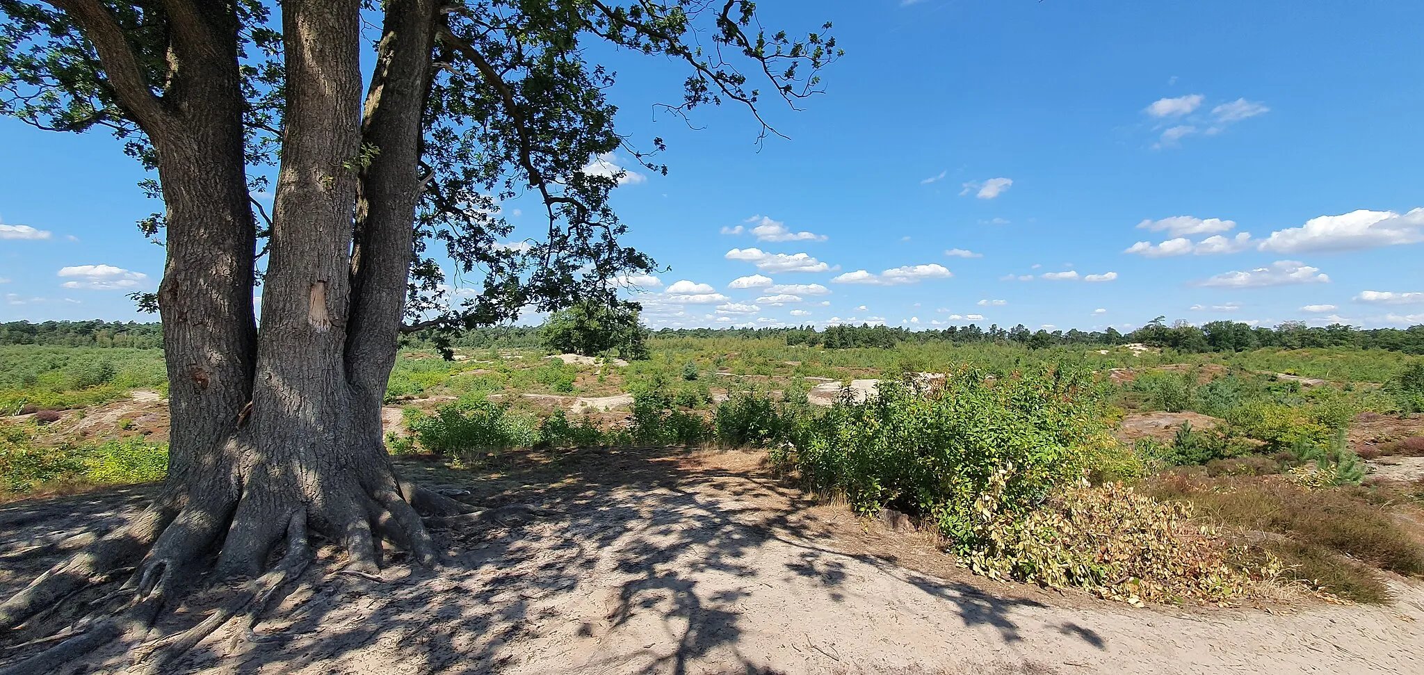 Photo showing: De Schadijkse of Schadijkerbossen (in het dialect: De Schaak), liggen ten noordwesten van het Limburgse plaatsje Meterik en ten noorden van het plaatsje America, in de gemeente Horst aan de Maas.