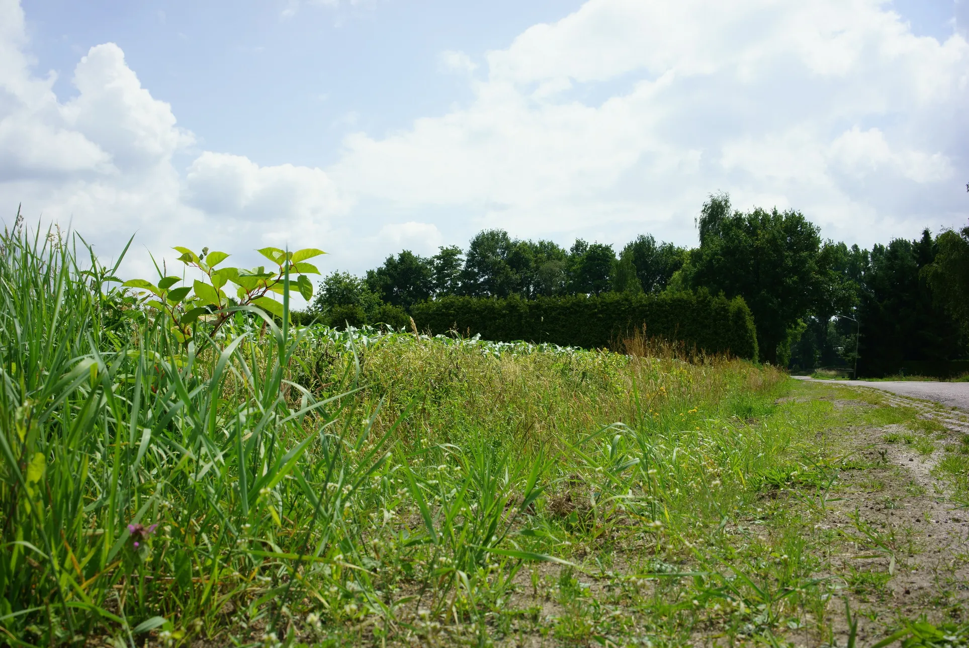 Photo showing: Japanese Knotweed Fallopia Japonica