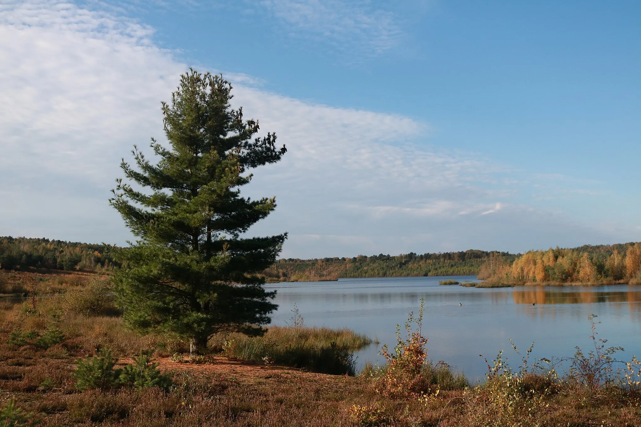 Photo showing: A tree near a lake in Belgium, Opgrimbie. The kikbeekbron/vallei