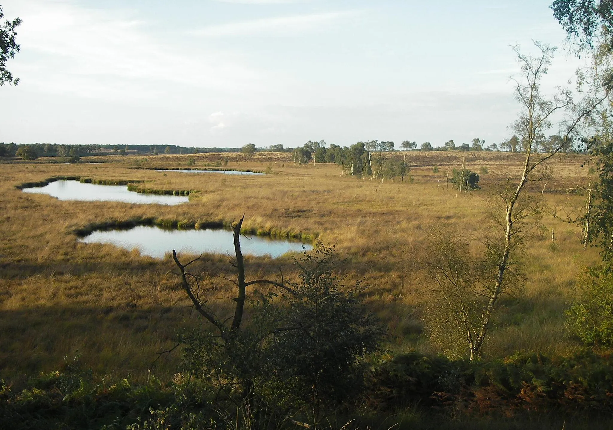 Photo showing: Het Pikmeeuwenwater, een ven op de Looijerheide in de Hamert.