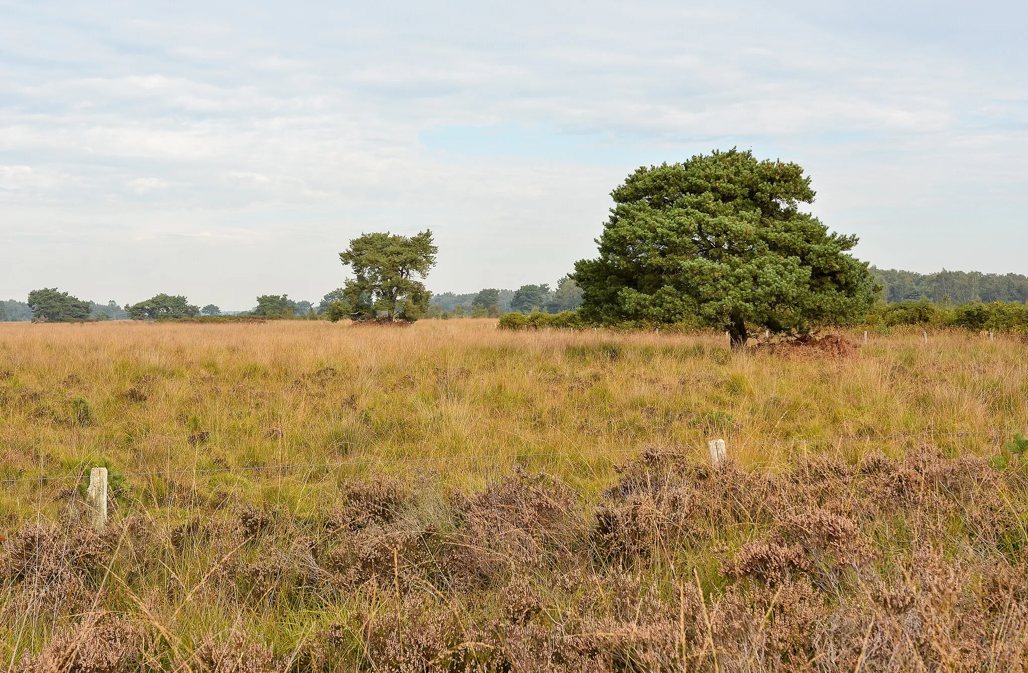 Photo showing: Landscape at De Groote Peel National Park (Netherlands)