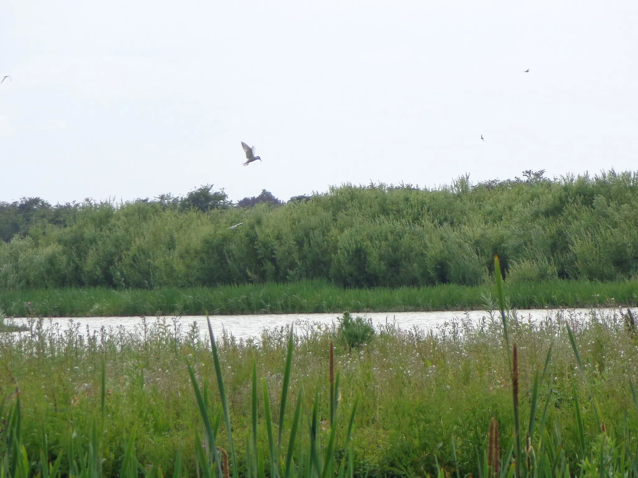 Photo showing: This is a photo or sound file made in Utrechtse Heuvelrug National Park in the Netherlands, with the main subject of the file in the category: landscapes