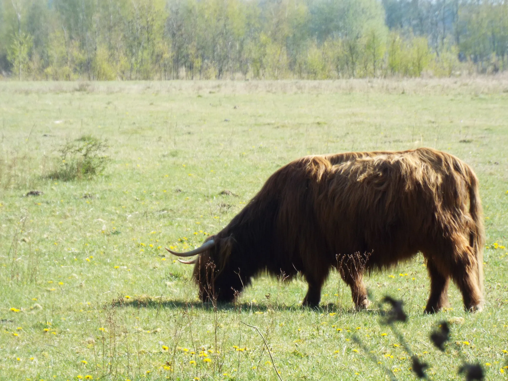 Photo showing: Domestic Cattle (Bos taurus)