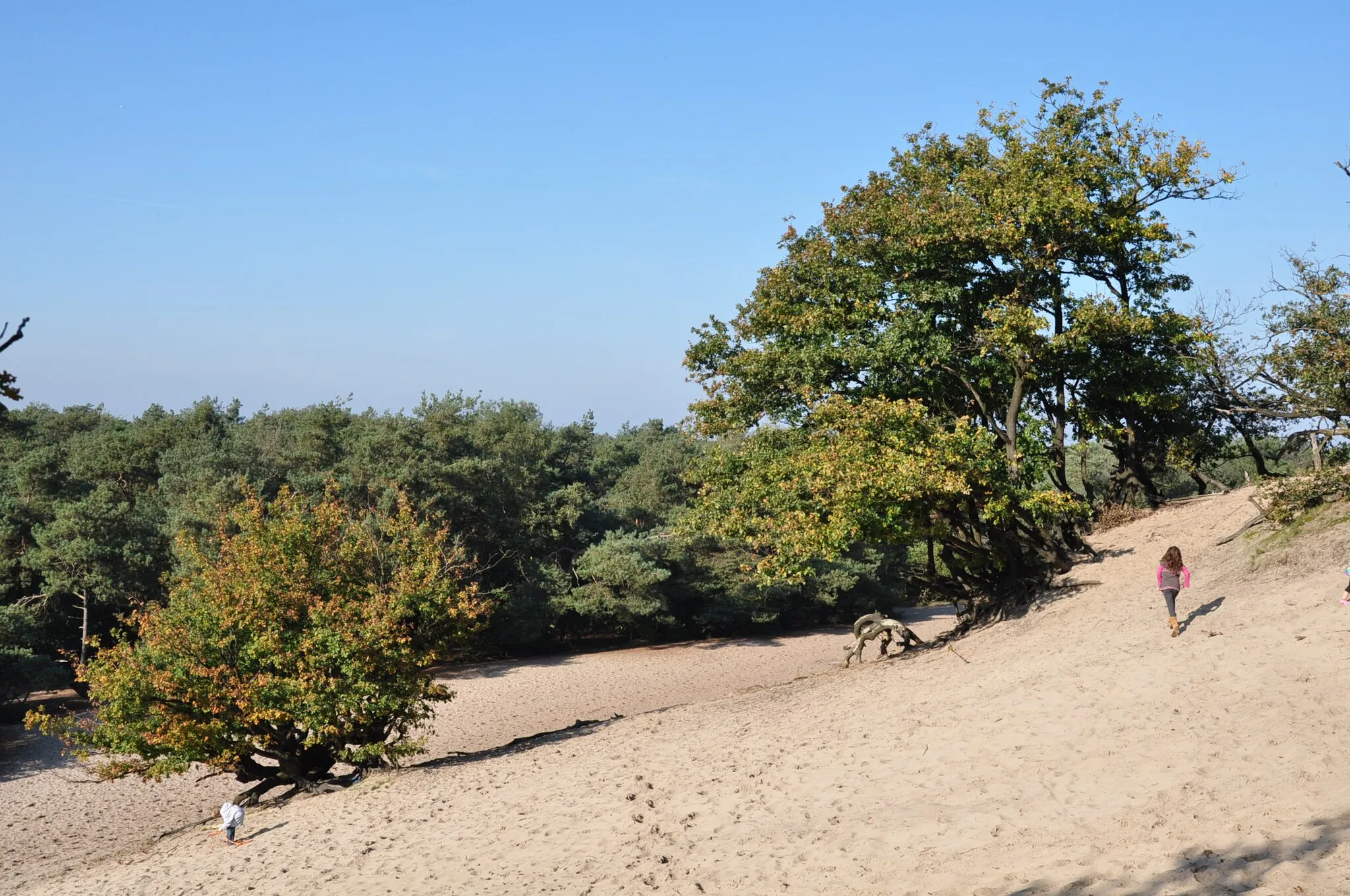 Photo showing: Dunes at Bedaf, a hamlet near Uden (Province of North Brabant, Netherlands).