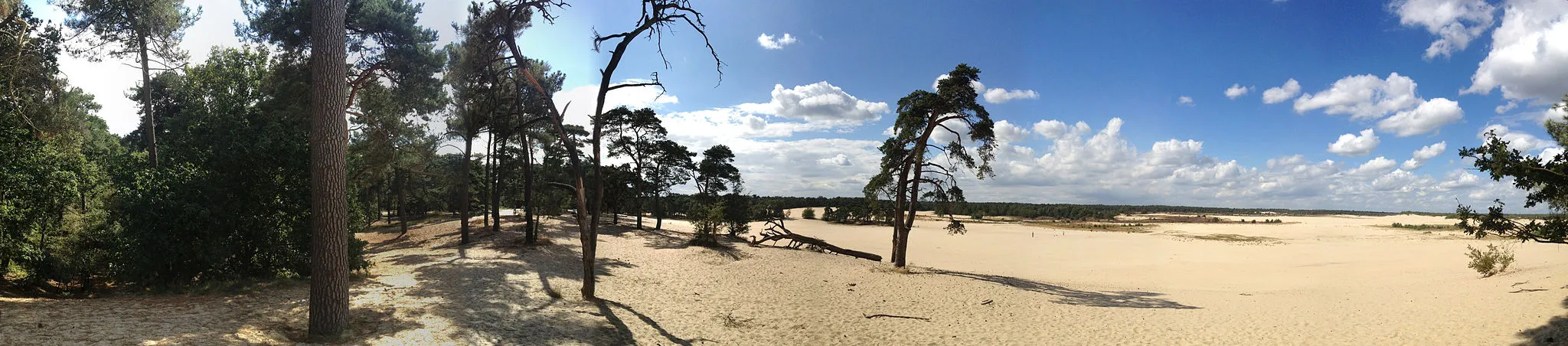 Photo showing: Part of the national park en:Loonse en Drunense Duinen in The Netherlands