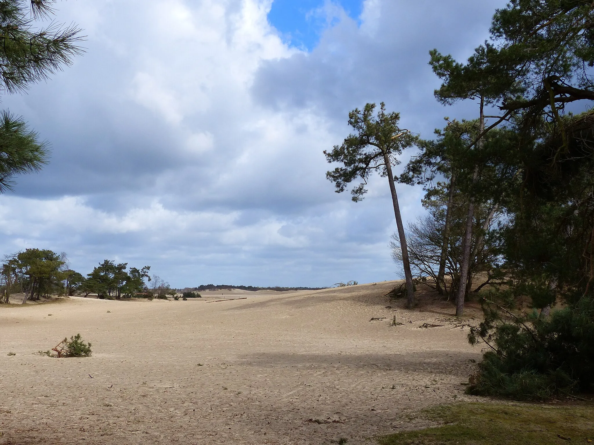 Photo showing: Loonse en Drunense Duinen