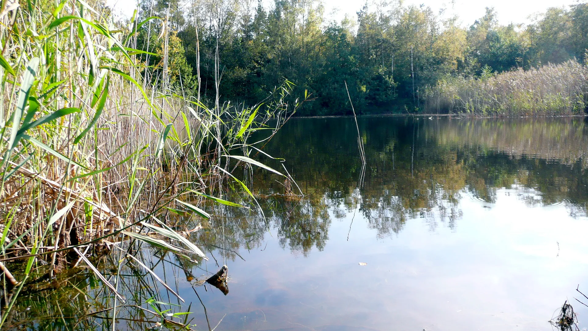 Photo showing: Vijver in de Wildertse Duintjes (Essen, België).