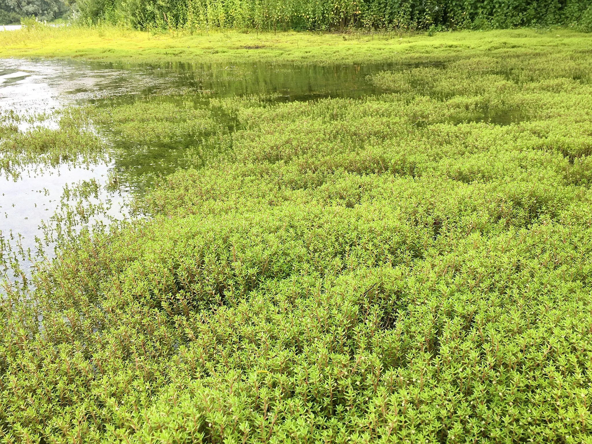 Photo showing: A derivative community of swamp stonecrop (Crassula helmsii), alongside a lake in North Brabant, Netherlands.