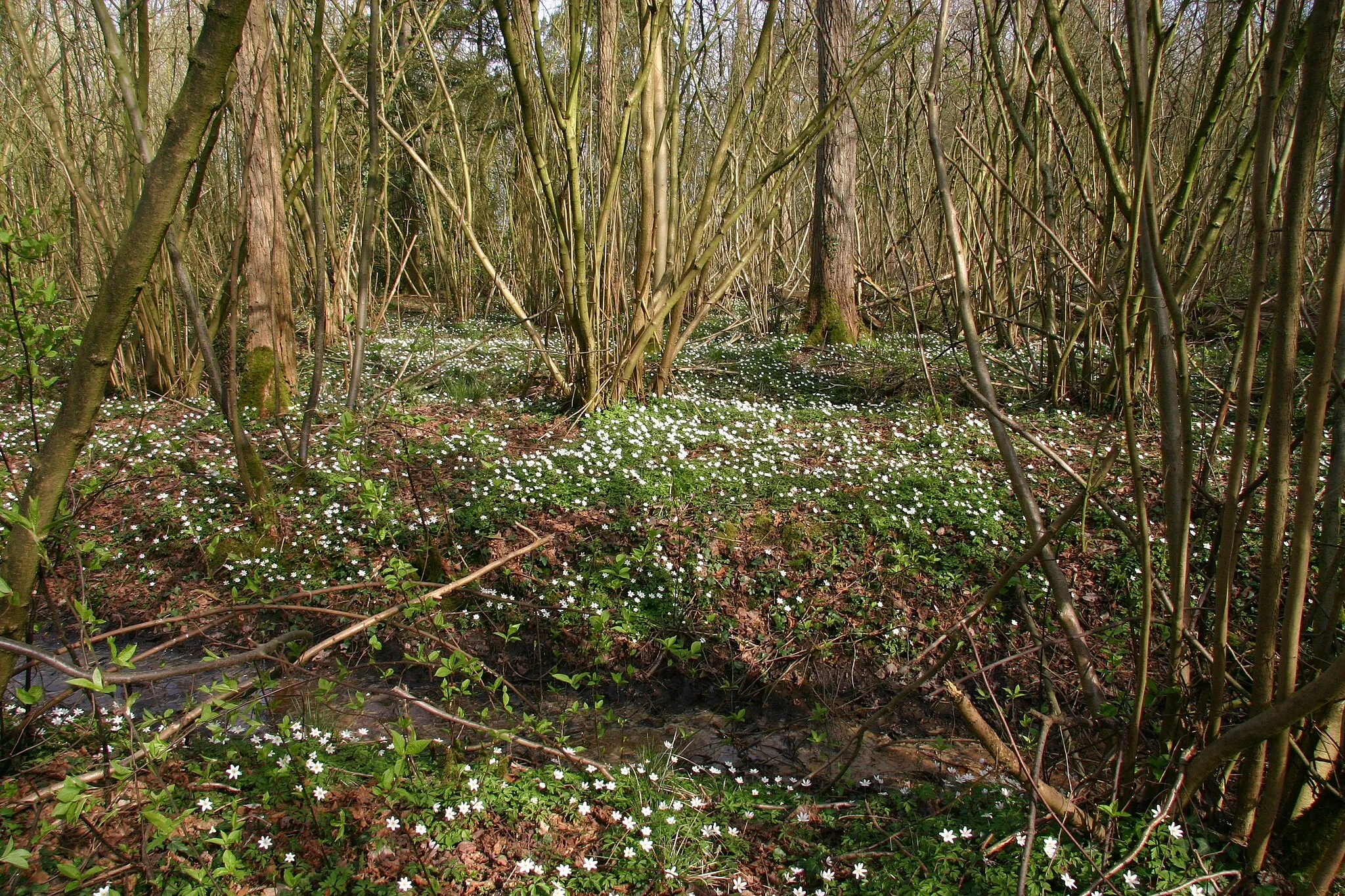 Photo showing: Veld met bosanemonen in de Ruweeuwsels te Lieshout