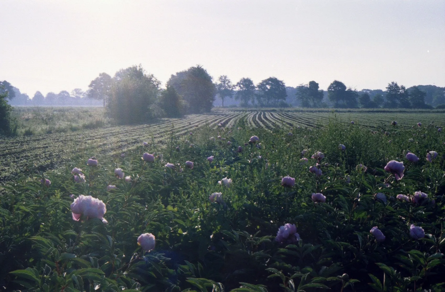 Photo showing: 050506 2005 VAARWEG ZEILBERG DEURNE NETHERLANDS peonies early morning