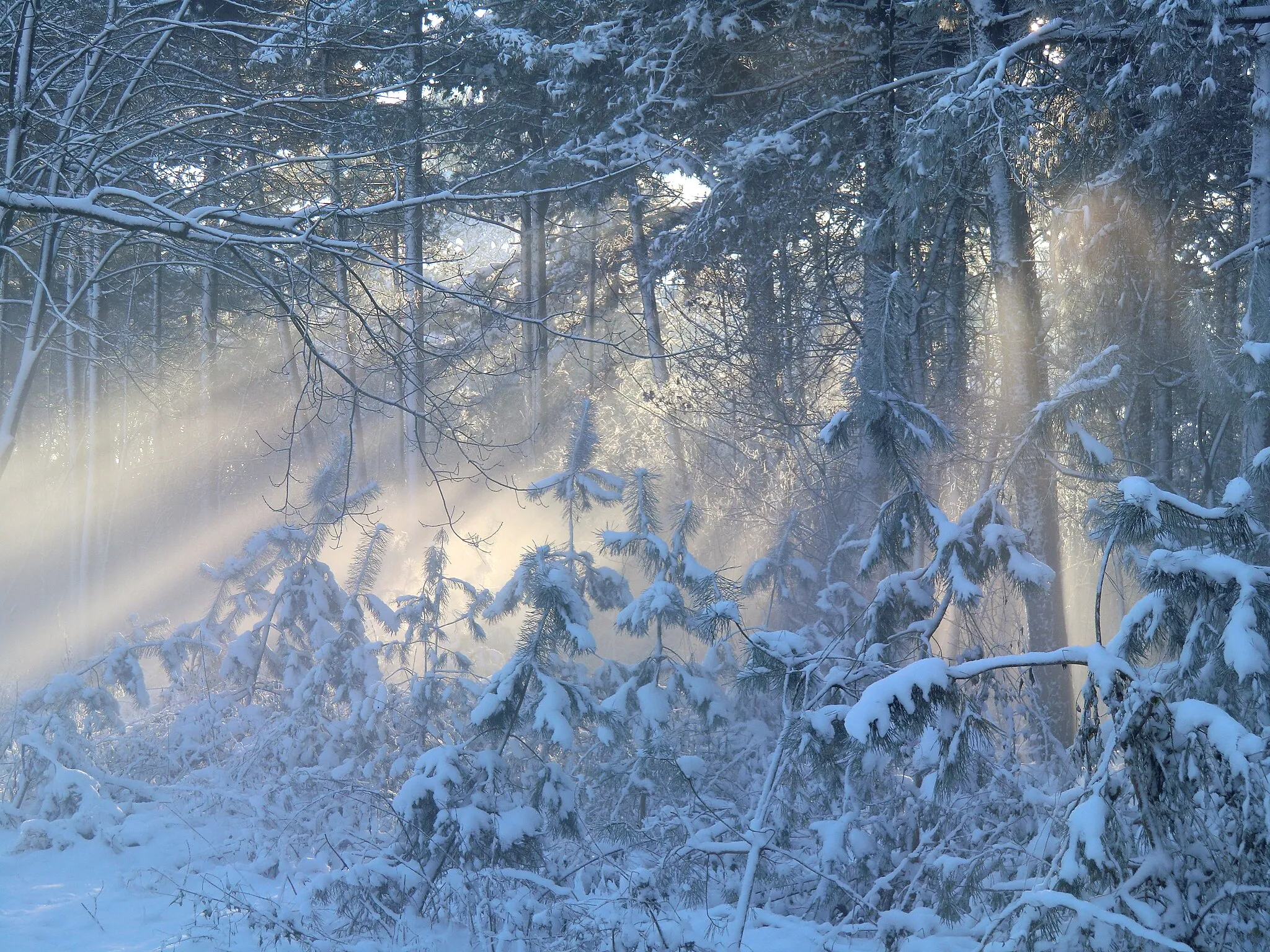 Photo showing: Zicht op zonnestralen door de wintermist in een deel van het landgoed en natuurgebied Visdonk van Natuurmonumenten