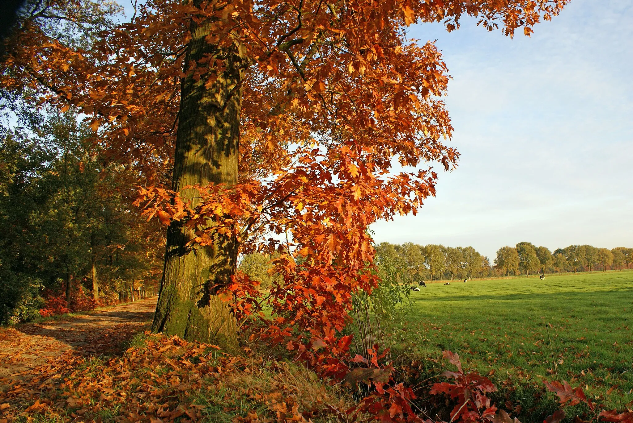 Photo showing: Zicht op de herfstkleuren in een deel van het landgoed en natuurgebied Visdonk van Natuurmonumenten