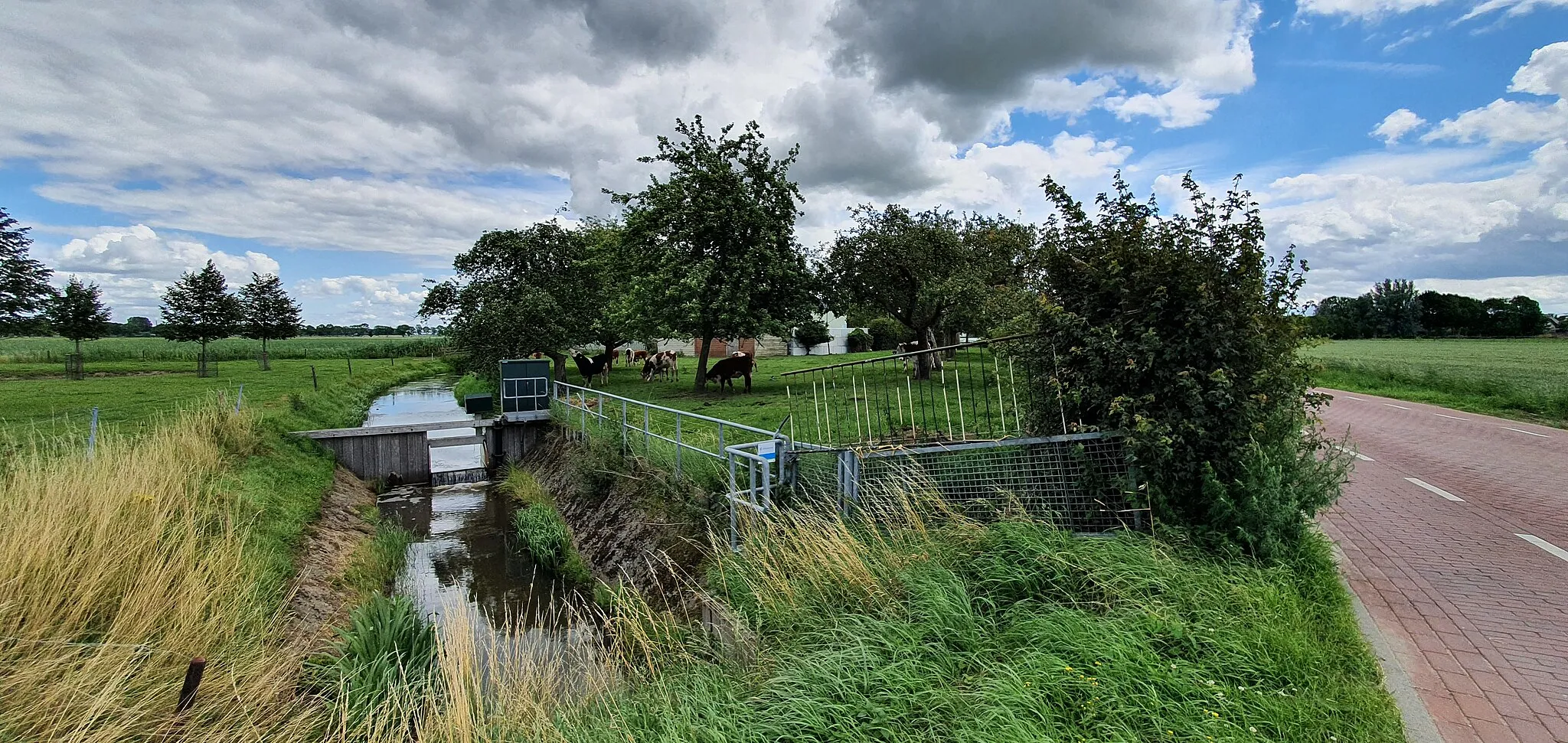 Photo showing: koeien in boomgaard Lage-Zwaluwe