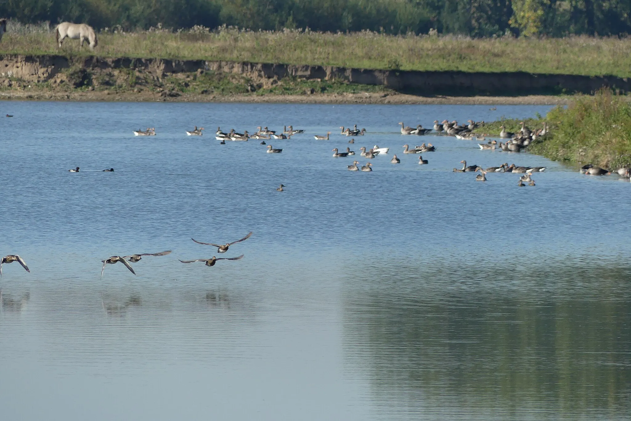 Photo showing: Zicht op een deel van de natuur nabij het natuurgebied de Groesplaat