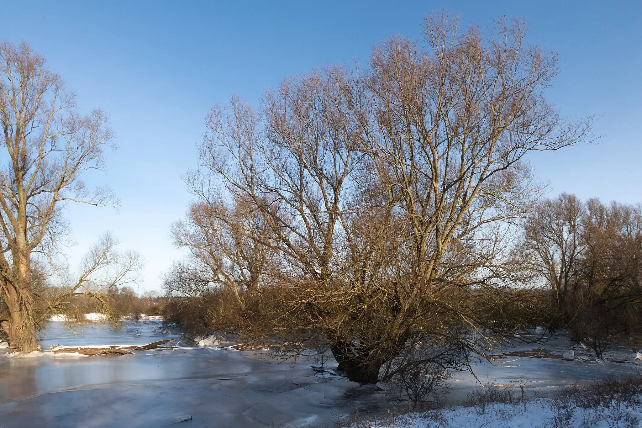 Photo showing: Arnhem-Meinerswijk, tree with high water during frost period