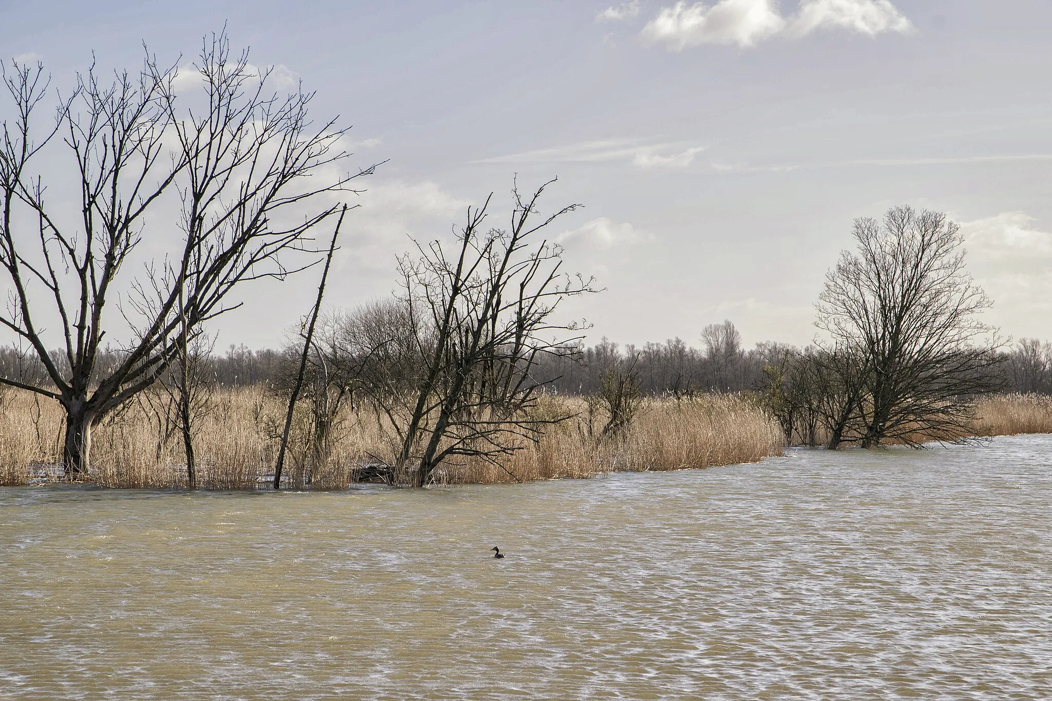 Photo showing: A series of High tide in the Marshlands The Biesbosch in the Netherlands (Holland)